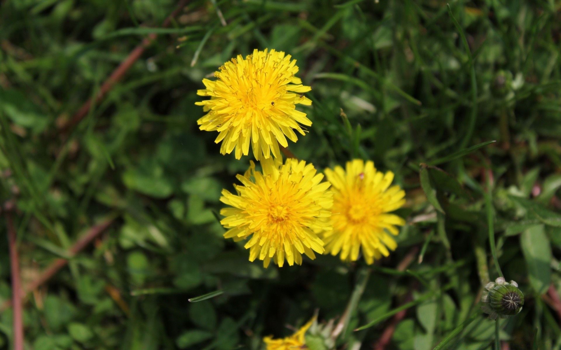 macro nature fleur été herbe flore jardin extérieur feuille champ pissenlit lumineux bluming foin floral rural croissance pétale gros plan beau temps