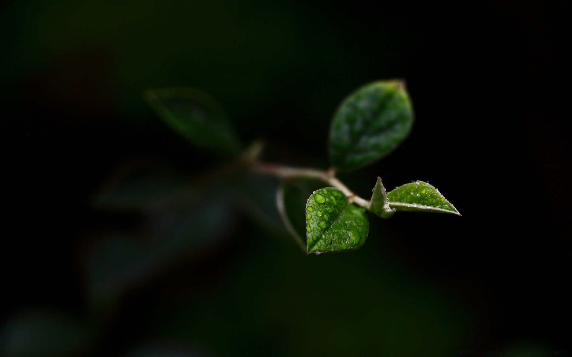 makro liść flora wzrost deszcz natura drzewo rozmycie na zewnątrz dof ogród