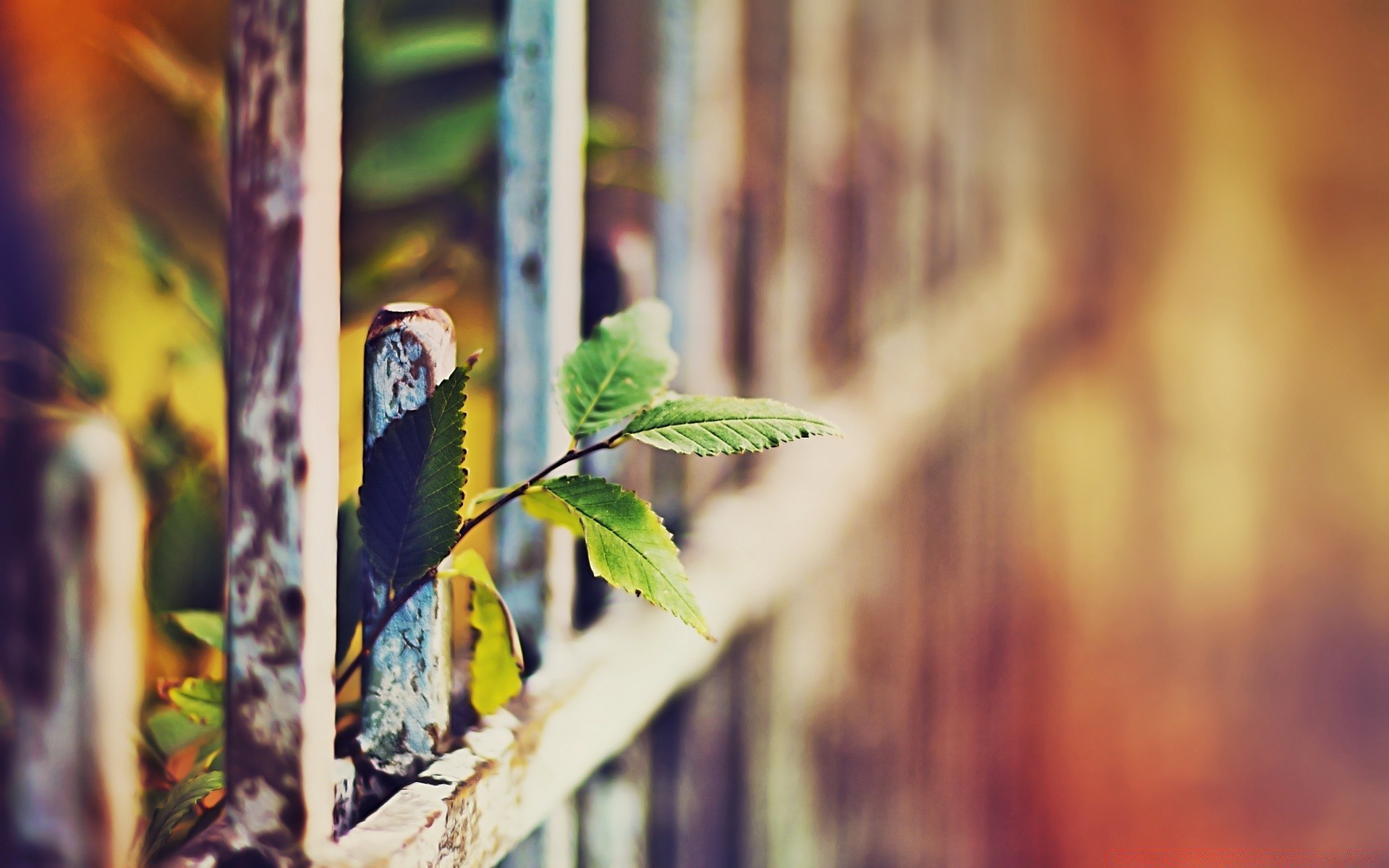 macro wood leaf nature outdoors color blur summer