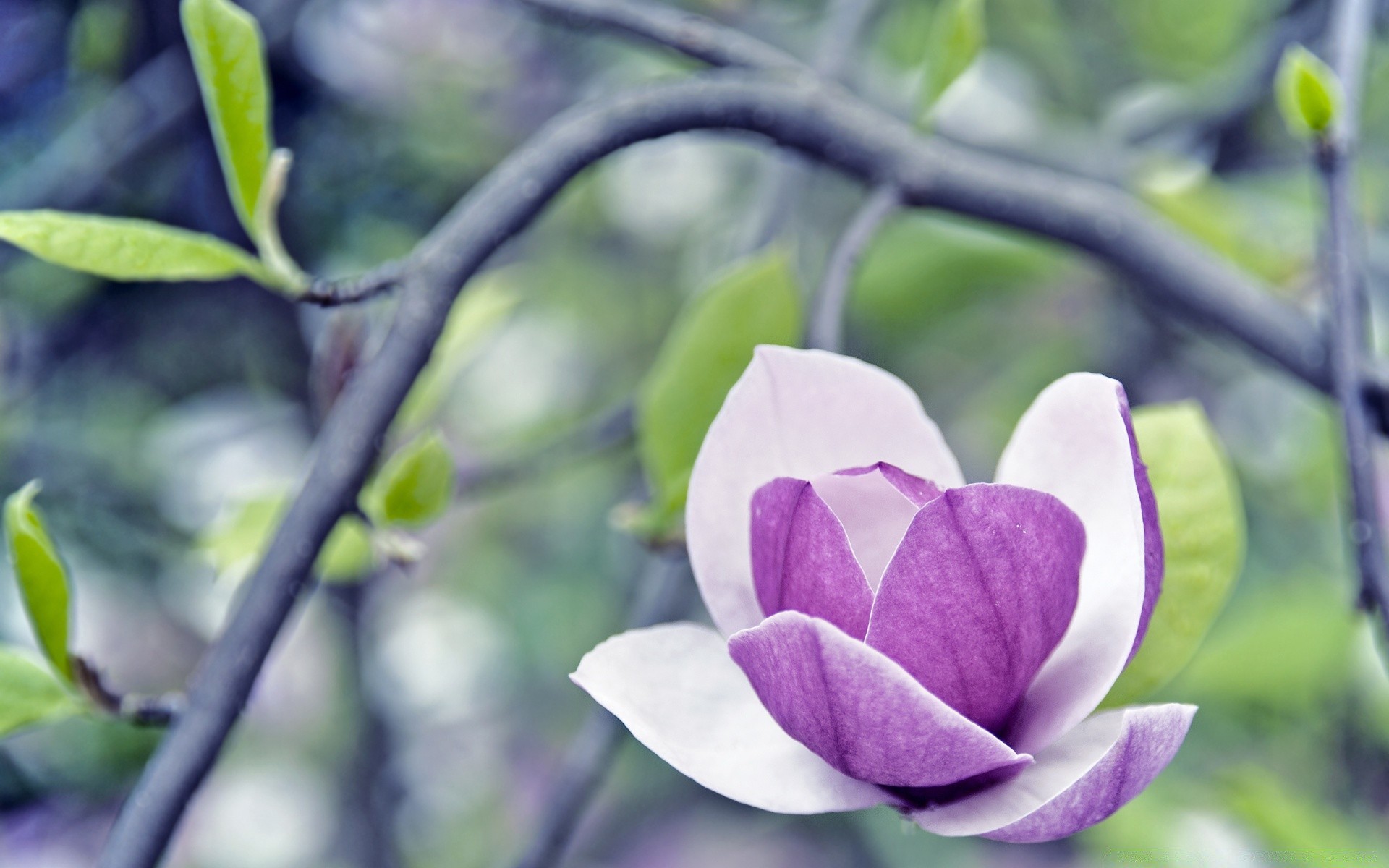 macro nature leaf flora summer garden flower growth outdoors close-up bright tree color branch blooming beautiful season