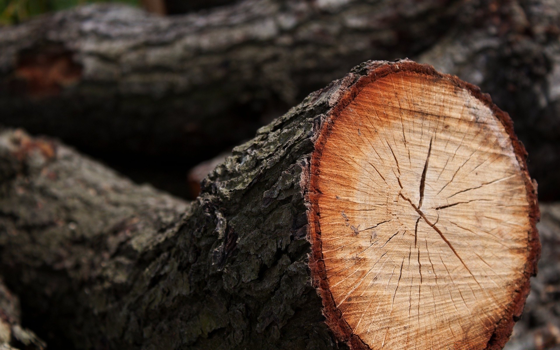 macro wood bark tree log trunk firewood nature stump fall wooden desktop texture saw close-up environment pine forestry oak