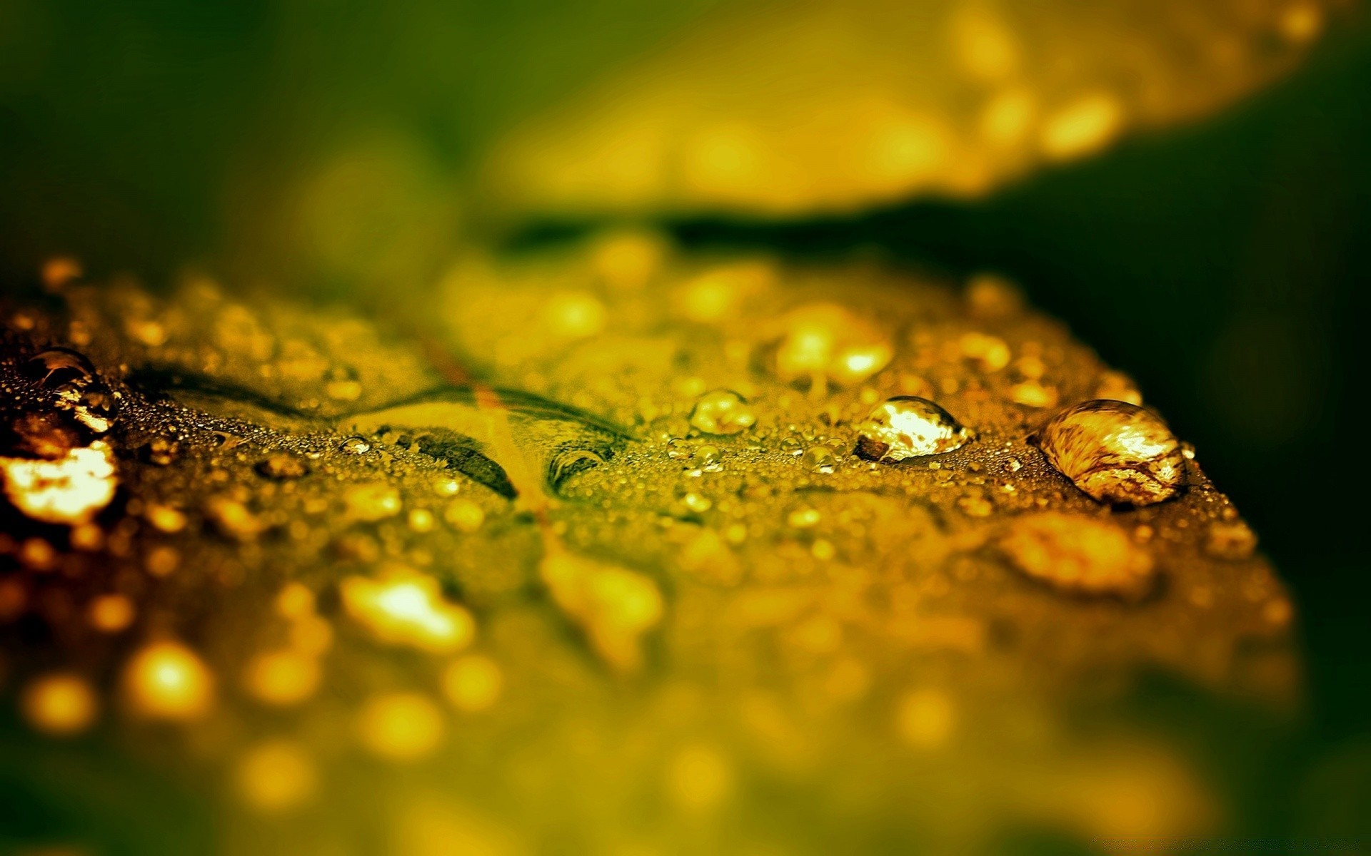 macro queda borrão chuva natureza folha dof close-up água cor líquido luz flora flor comida orvalho reflexão ouro molhado amanhecer