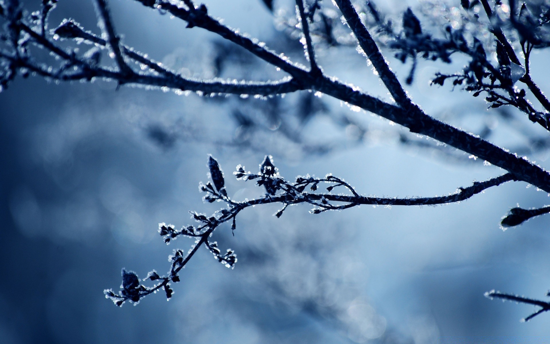 makroaufnahme baum zweig im freien himmel natur winter frost schnee wetter holz morgendämmerung landschaft jahreszeit kälte