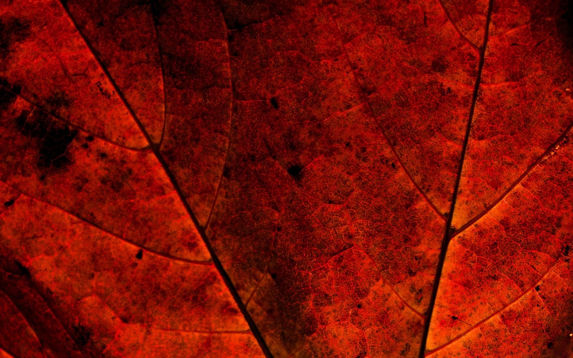 macro leaf abstract texture fall desktop pattern design wallpaper color paper picture frame vein art background bright flora