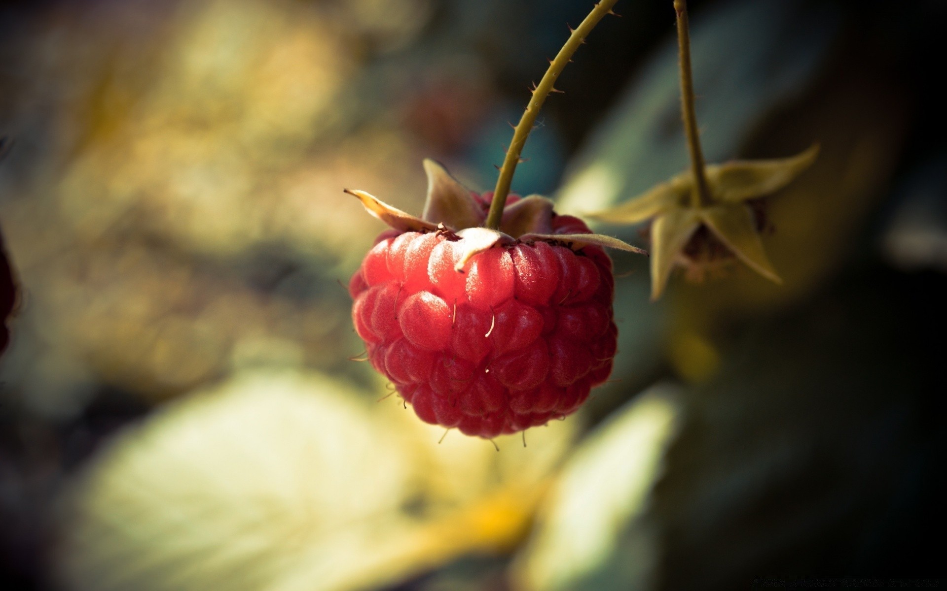 makroaufnahme obst essen natur beere blatt garten süßwaren stillleben farbe schließen