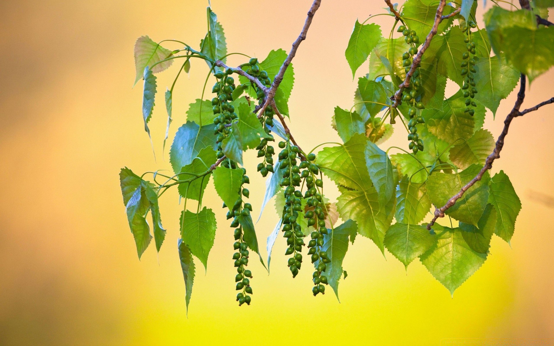 makro liść wzrost drzewo natura flora winorośli oddział ogród na zewnątrz środowiska bujne lato dobra pogoda pulpit ekologia kolor jasny sezon słońce