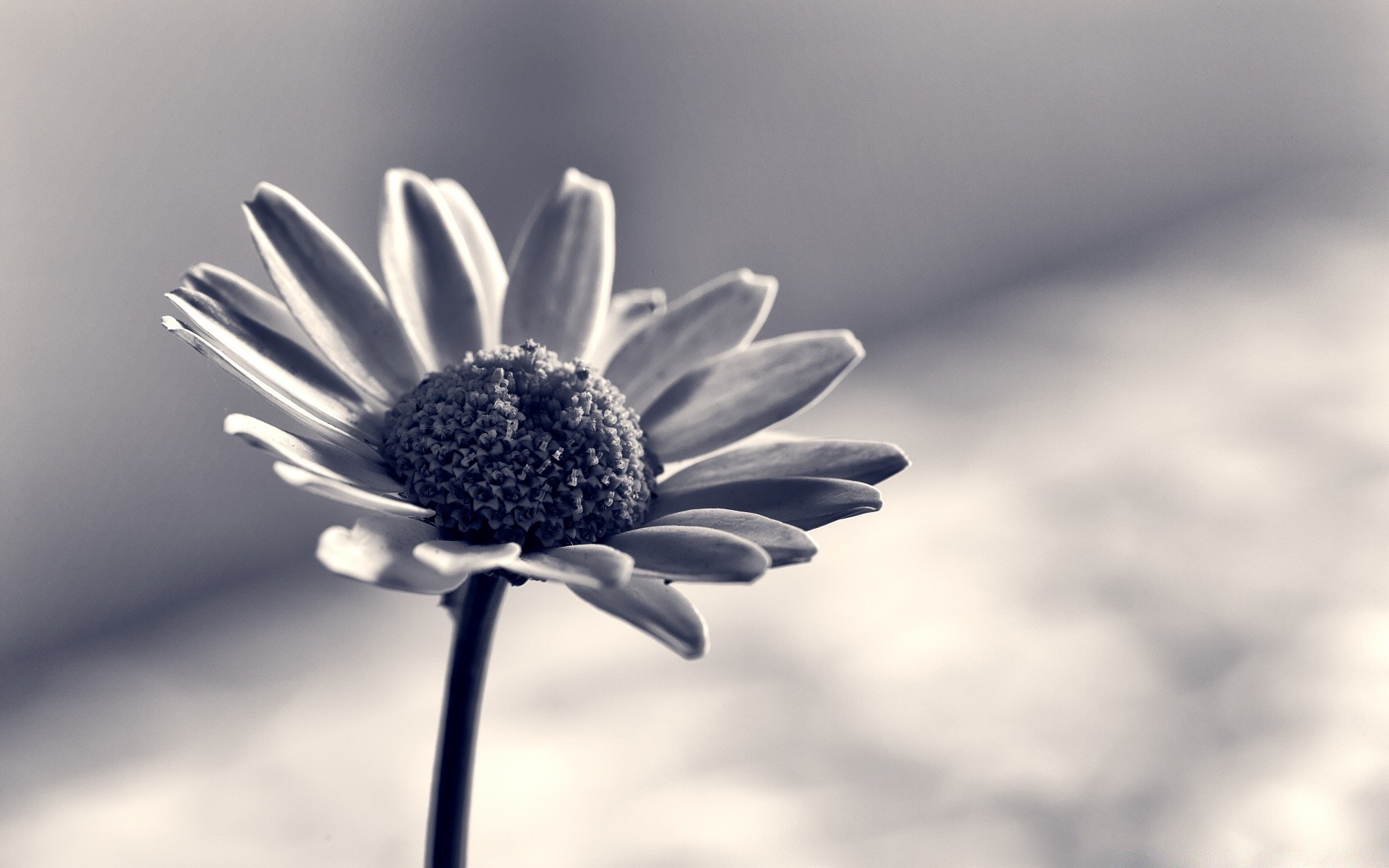 macro nature flower flora summer leaf