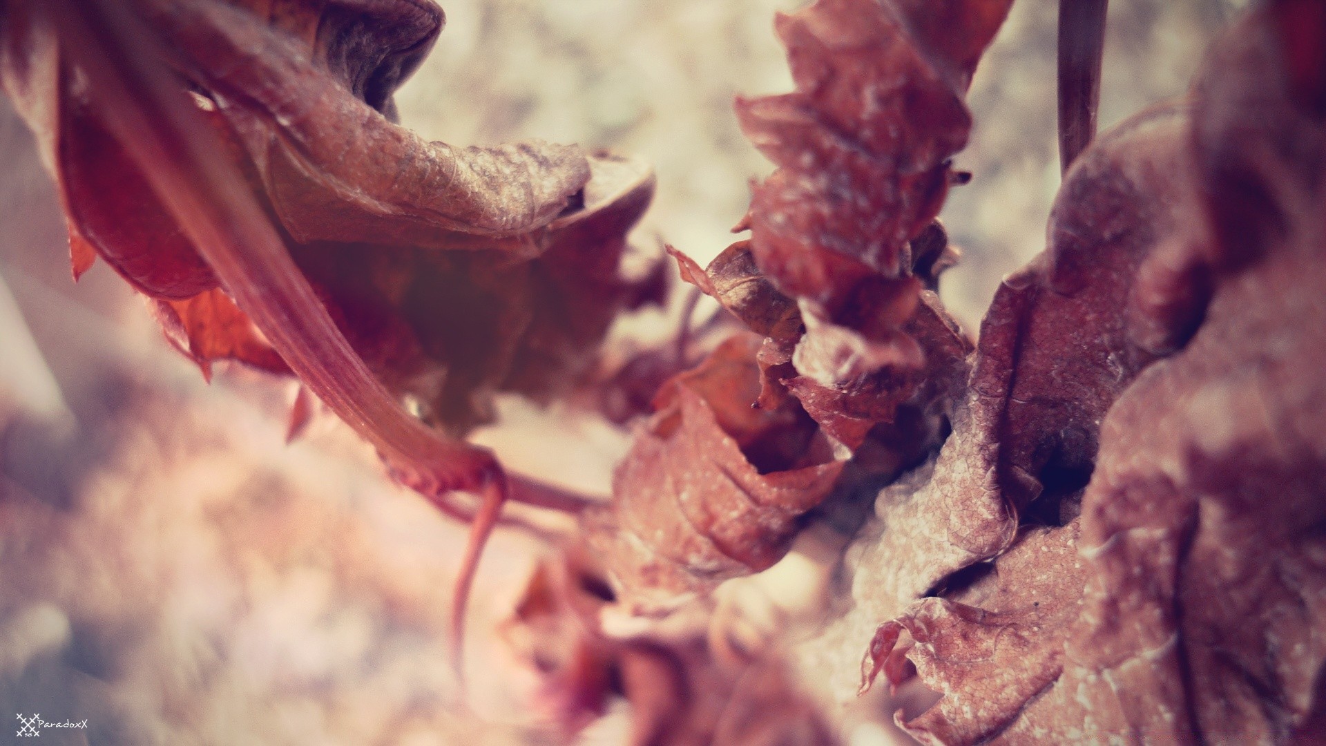 makro fotoğrafçılığı doğa açık havada yaprak sonbahar bulanıklık flora çiçek