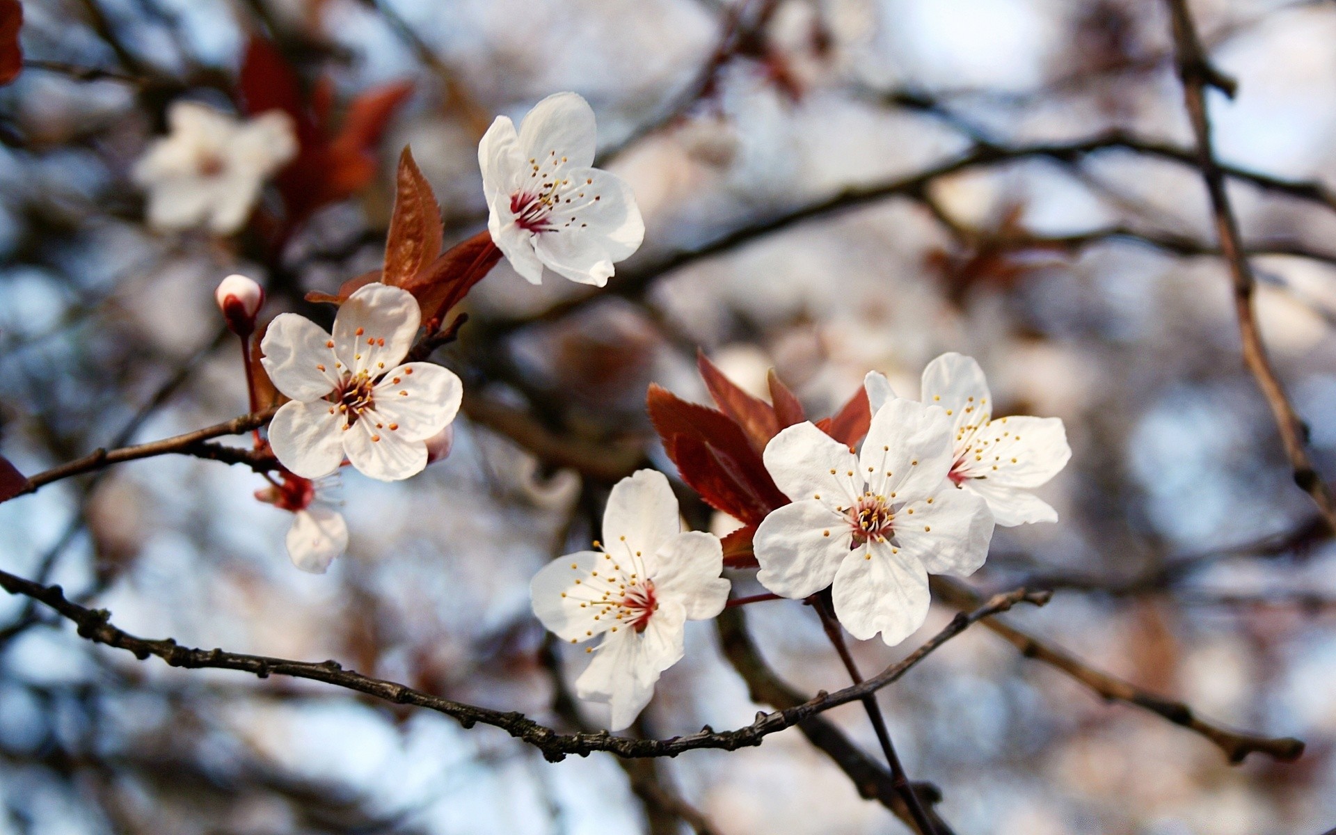 macro cherry tree branch flower apple nature season plum flora apricot bud leaf outdoors growth close-up almond winter petal blooming