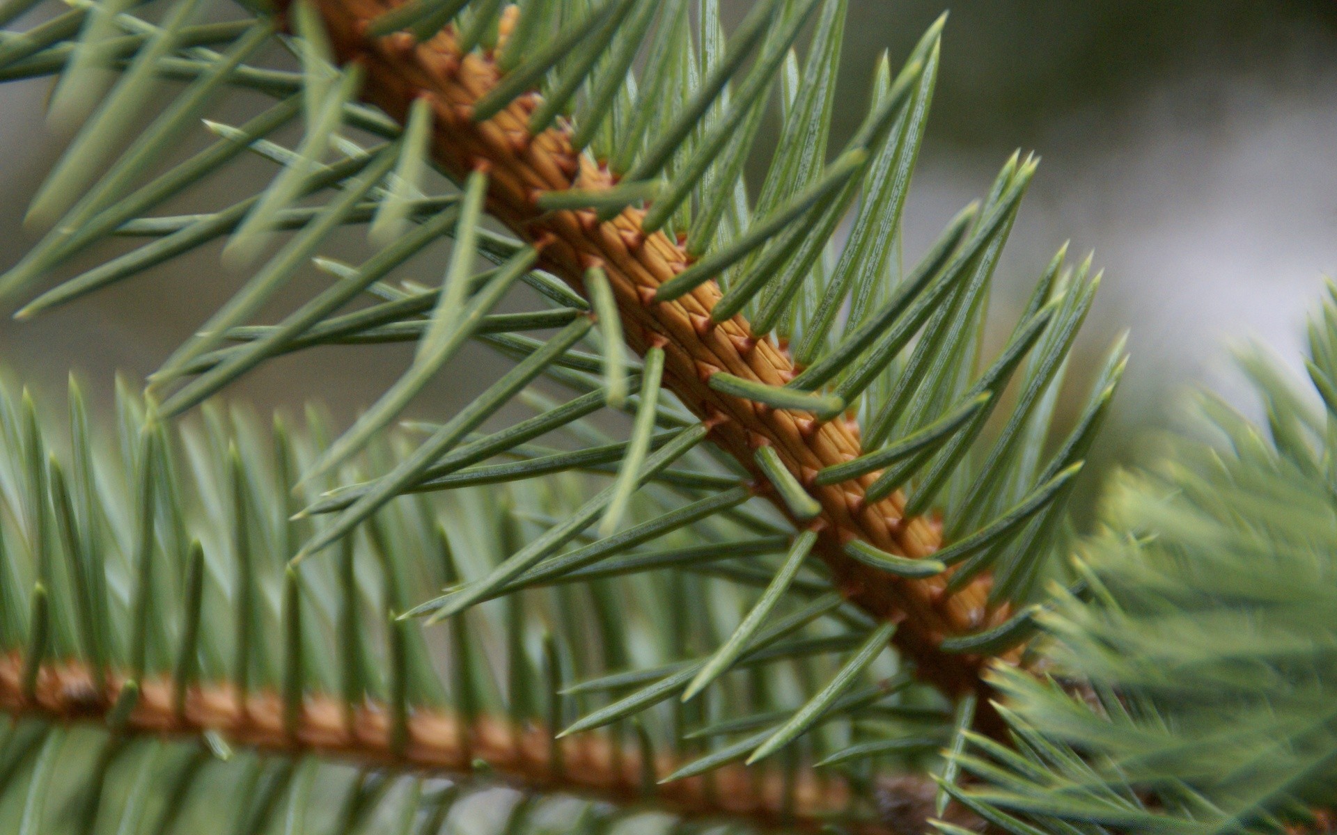 macro agulha árvore evergreen pinho natal coníferas inverno ramo natureza coníferas abeto ao ar livre folha abeto madeira decoração afiado cônico flora