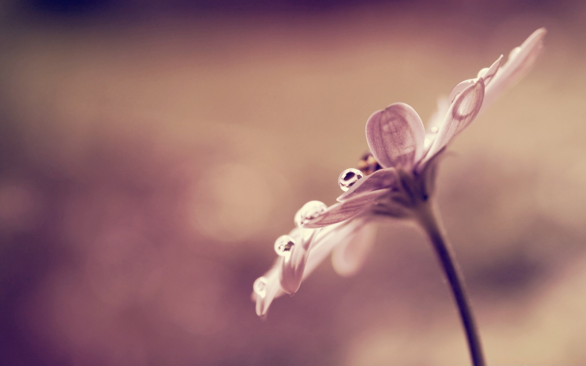 makroaufnahme blume natur unschärfe flora sanft desktop farbe schön garten