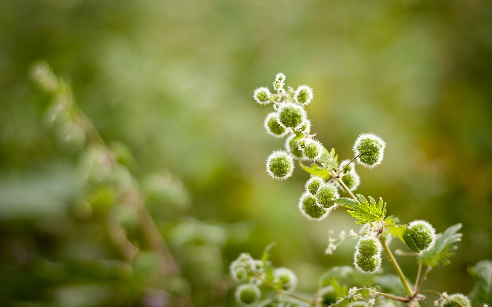 macro feuille flore nature croissance jardin gros plan herbe été arbre environnement fleur fraîcheur branche à l extérieur saison pluie couleur bureau