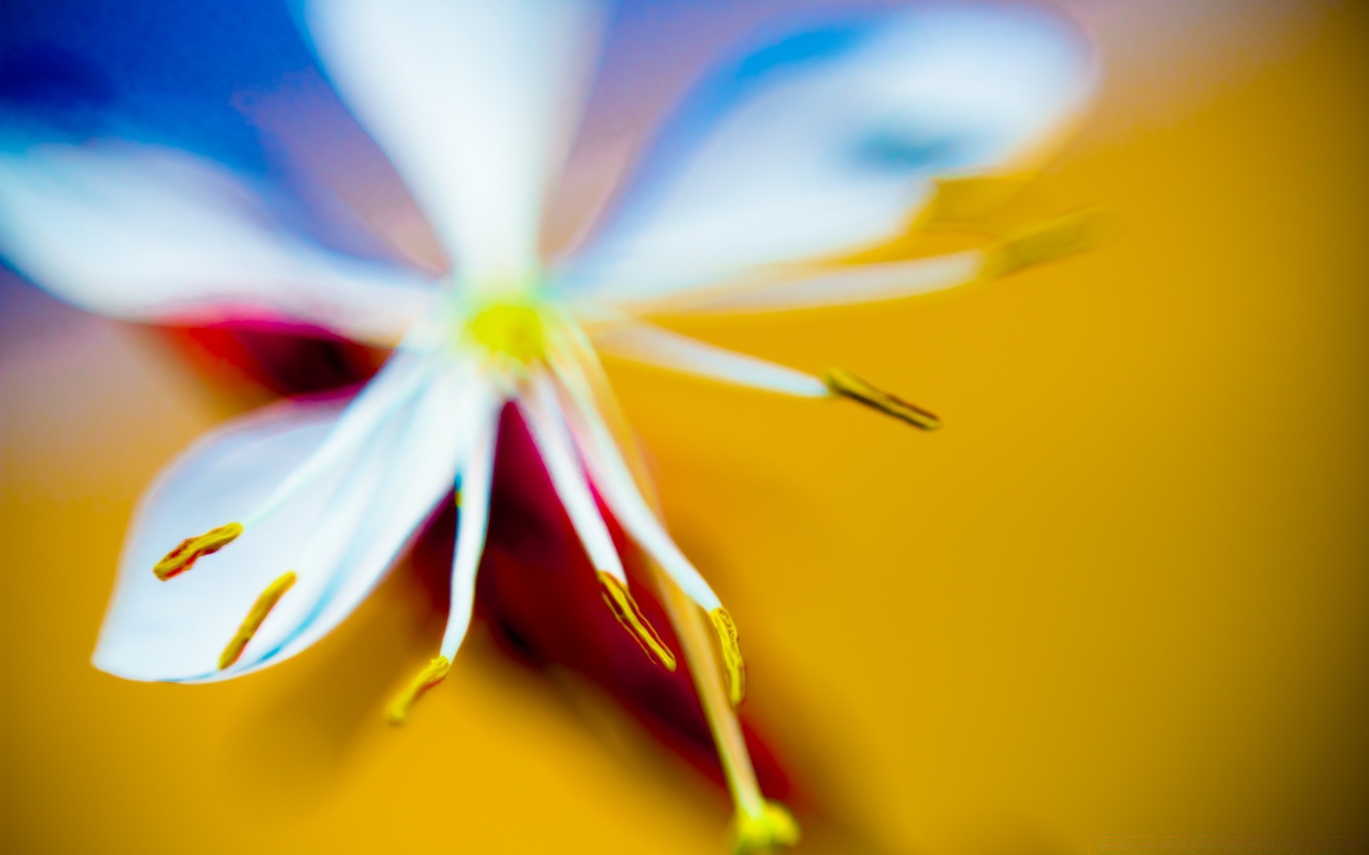 macro sfocatura fiore natura foglia luminoso estate flora colore