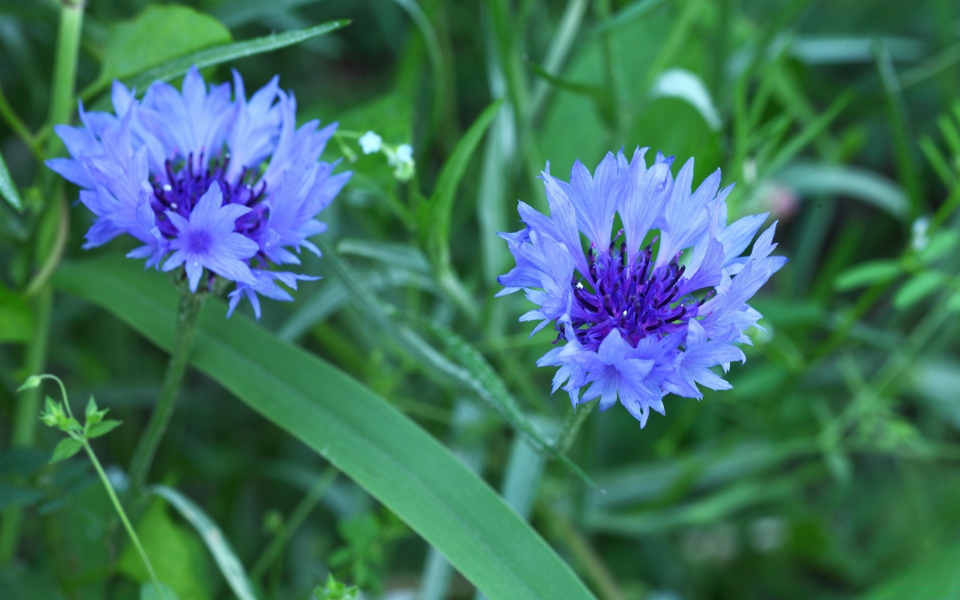 macro fleur nature flore été jardin bluming feuille pétale floral foin champ gros plan herbe croissance saison lumineux bleuet sauvage à l extérieur