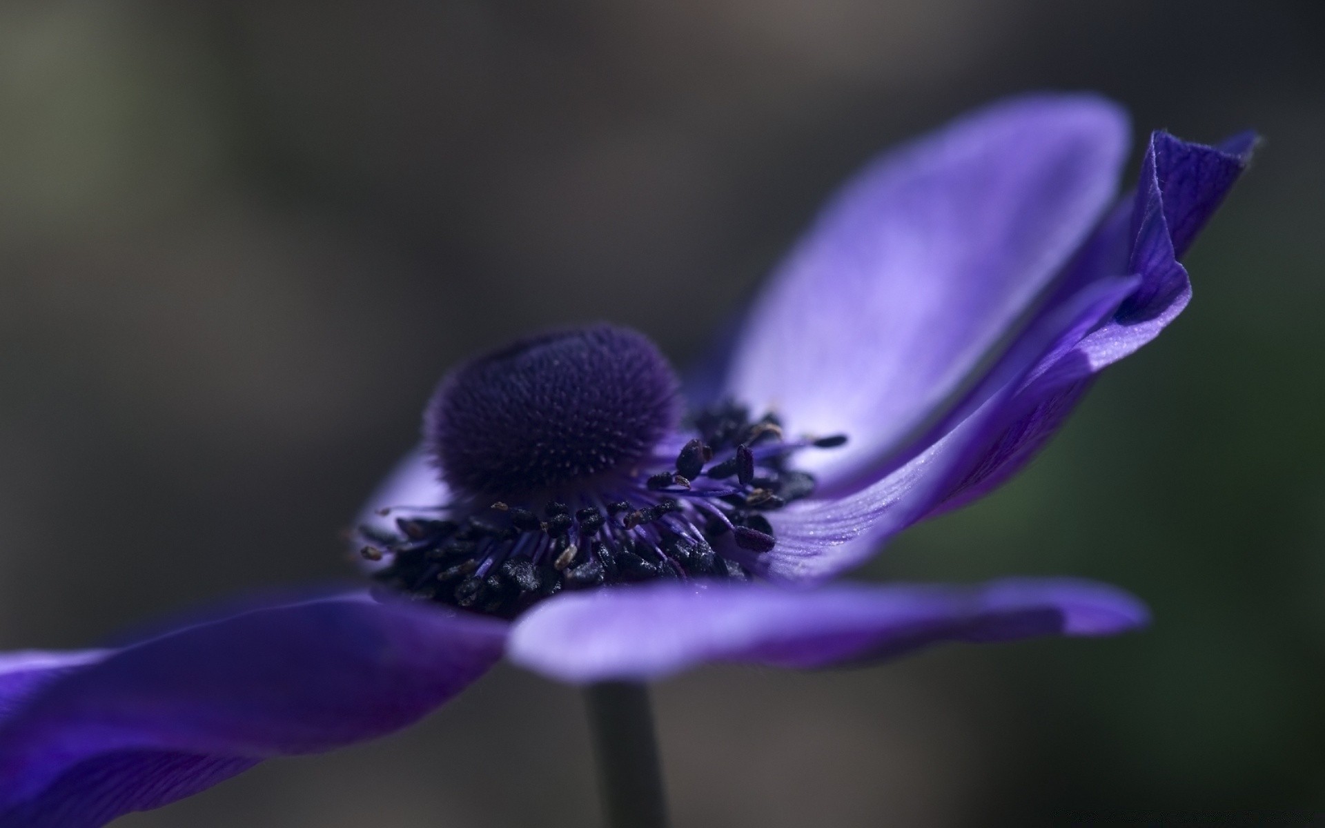 makro kwiat rozmycie natura flora ogród delikatny zbliżenie liść na zewnątrz lato płatek kolor