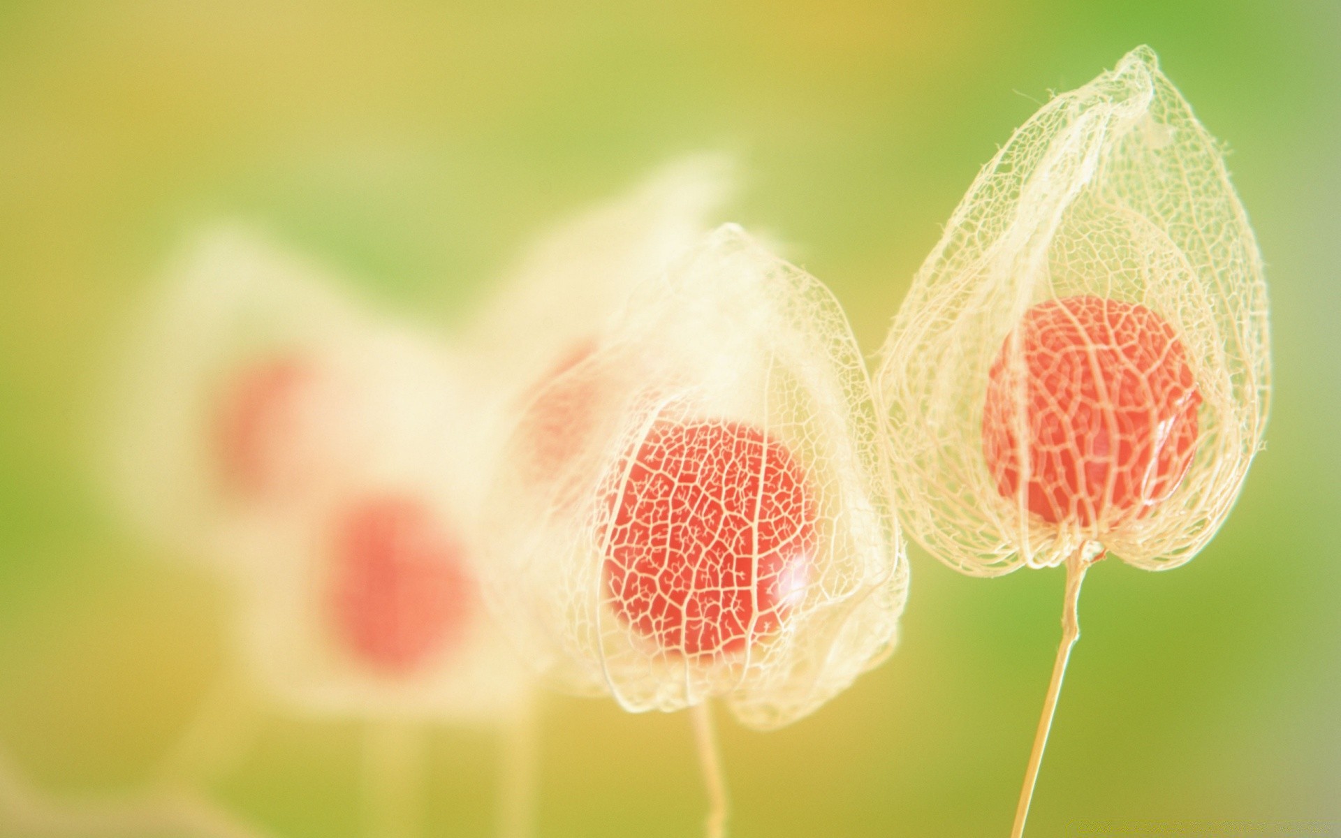 makro fotoğrafçılığı doğa yaz parlak yaprak flora bahçe yakın çekim çiçek büyüme renk açık havada masaüstü