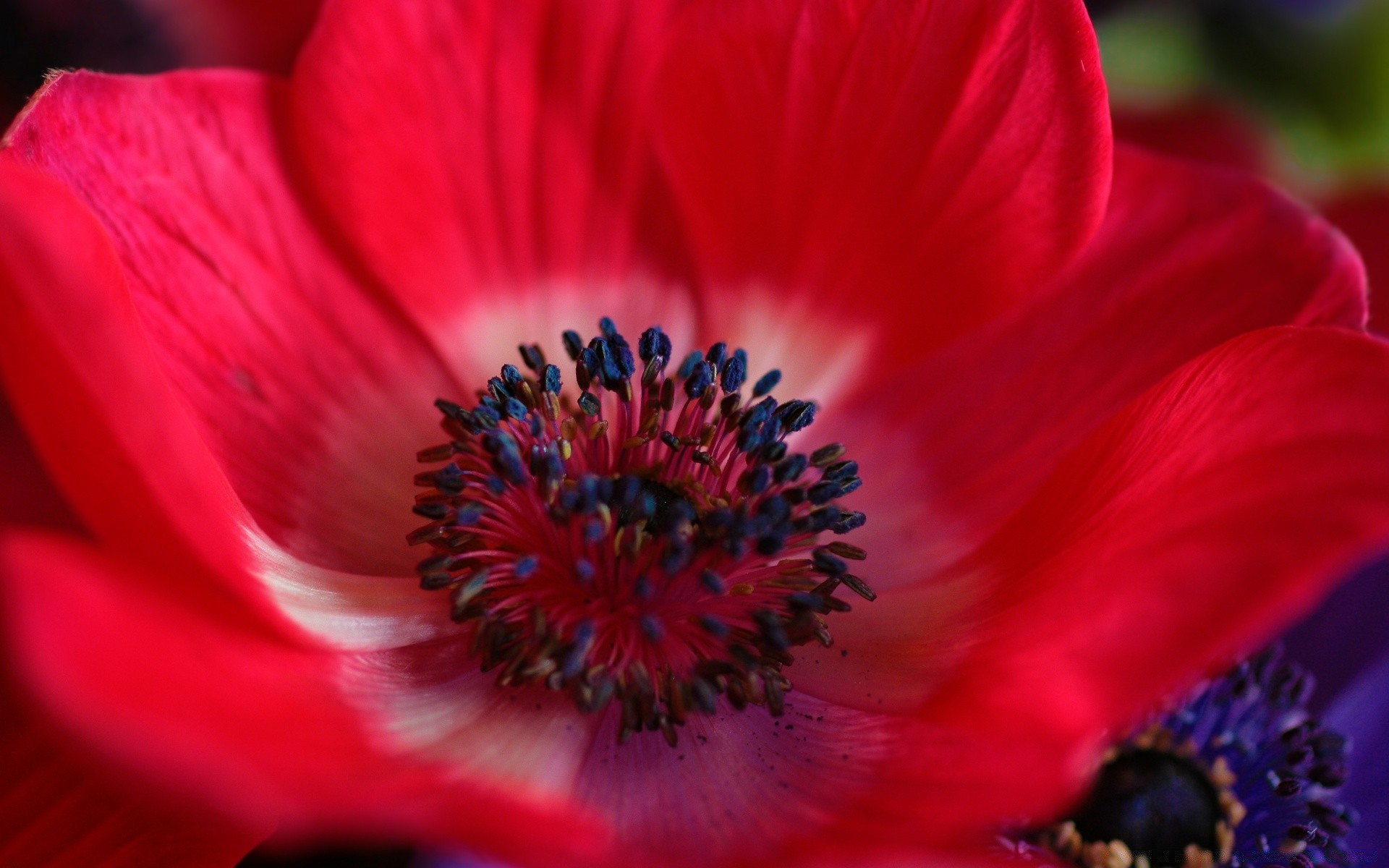 makro fotoğrafçılığı çiçek doğa flora yaz petal renk bahçe çiçek çiçek açan güzel yakın çekim polen parlak yaprak aşk gül