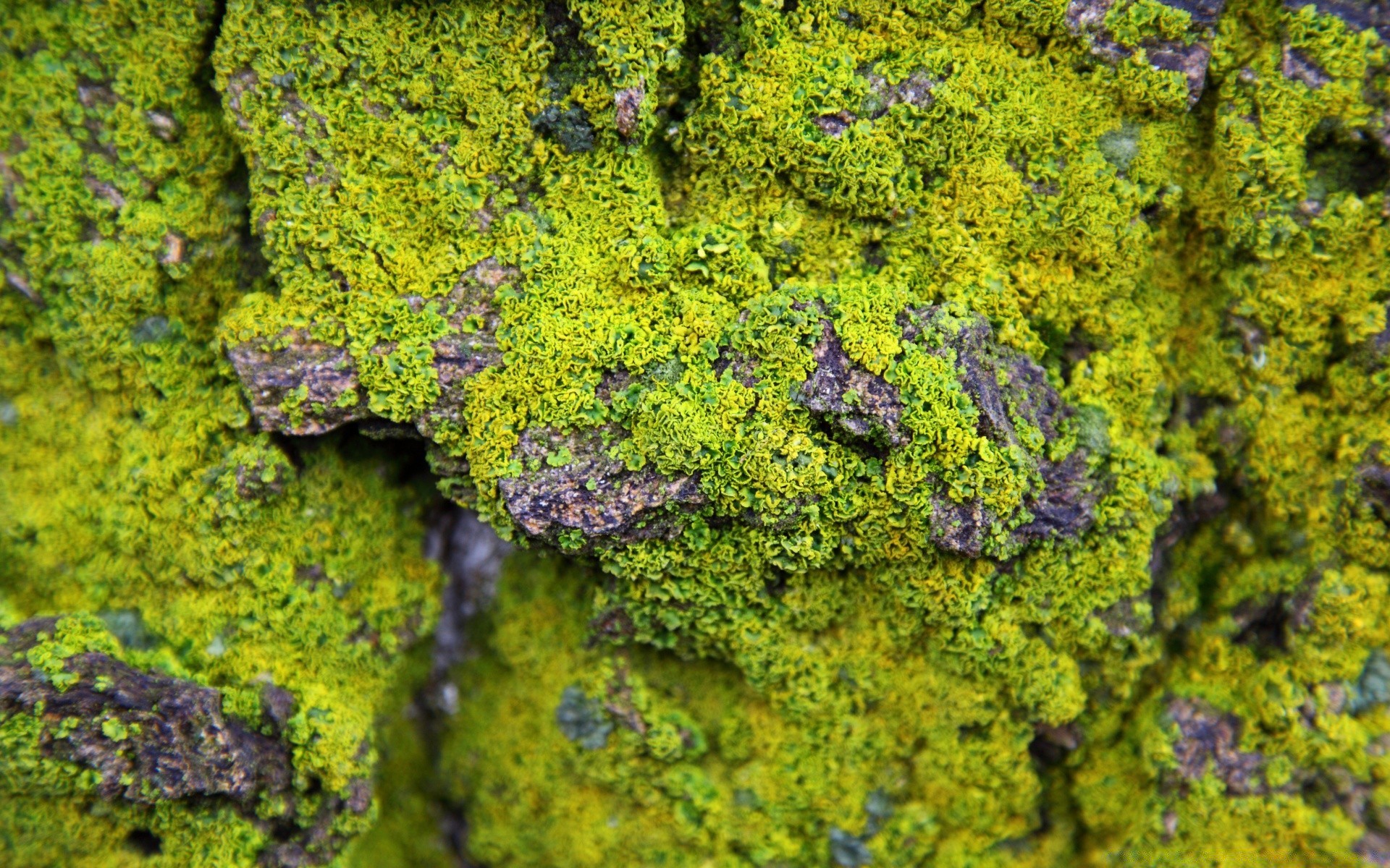 makro natura flora mech pulpit liść kwiat kolor zbliżenie ogród drewno kwiatowy lato drzewo tekstury wzrost na zewnątrz mech park sezon