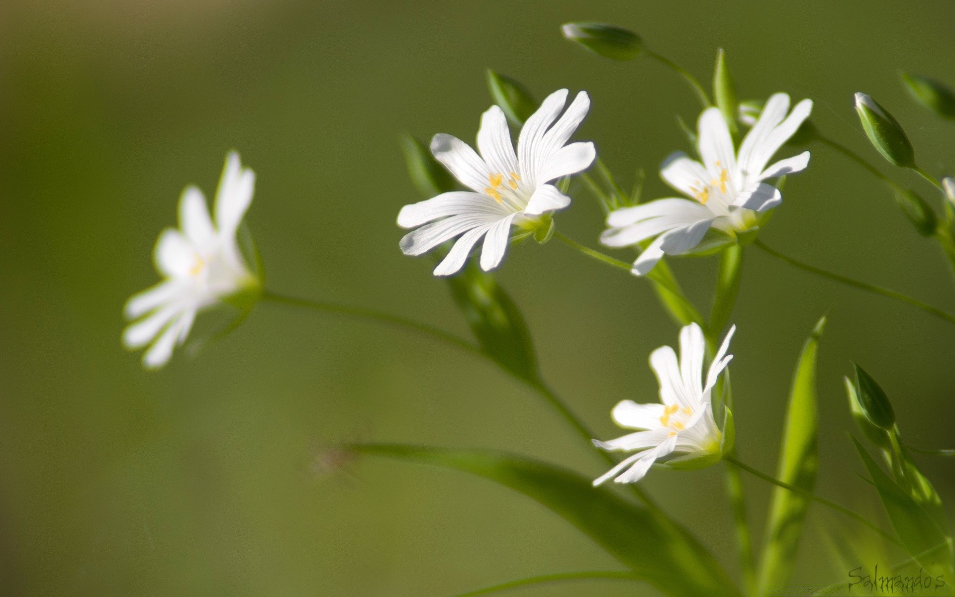 makroaufnahme natur blume flora sommer blatt garten im freien gras wild wachstum hell unschärfe