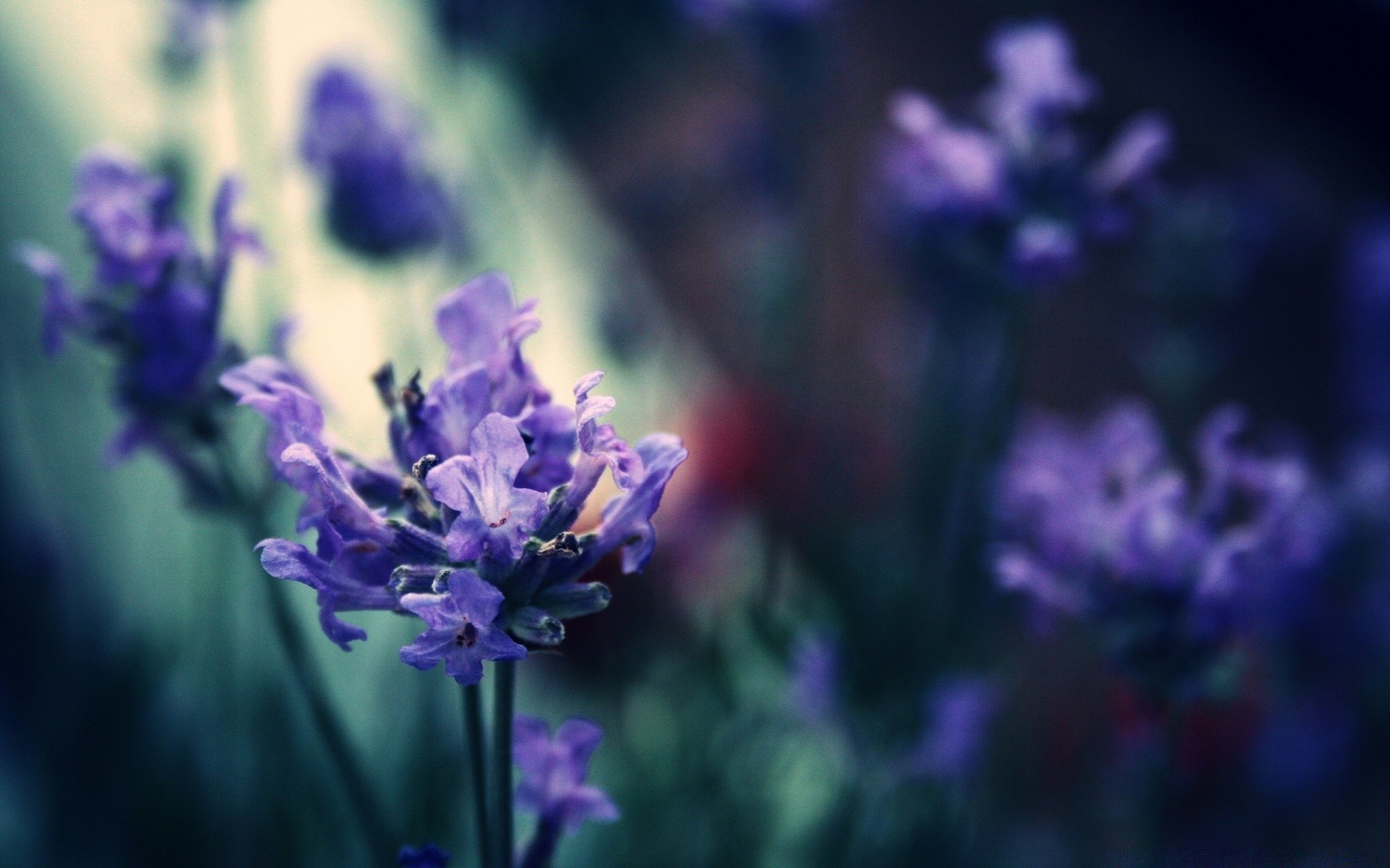 macro flor naturaleza flora jardín verano hoja crecimiento floral al aire libre floración color pétalo violeta temporada campo primer plano brillante heno lavanda