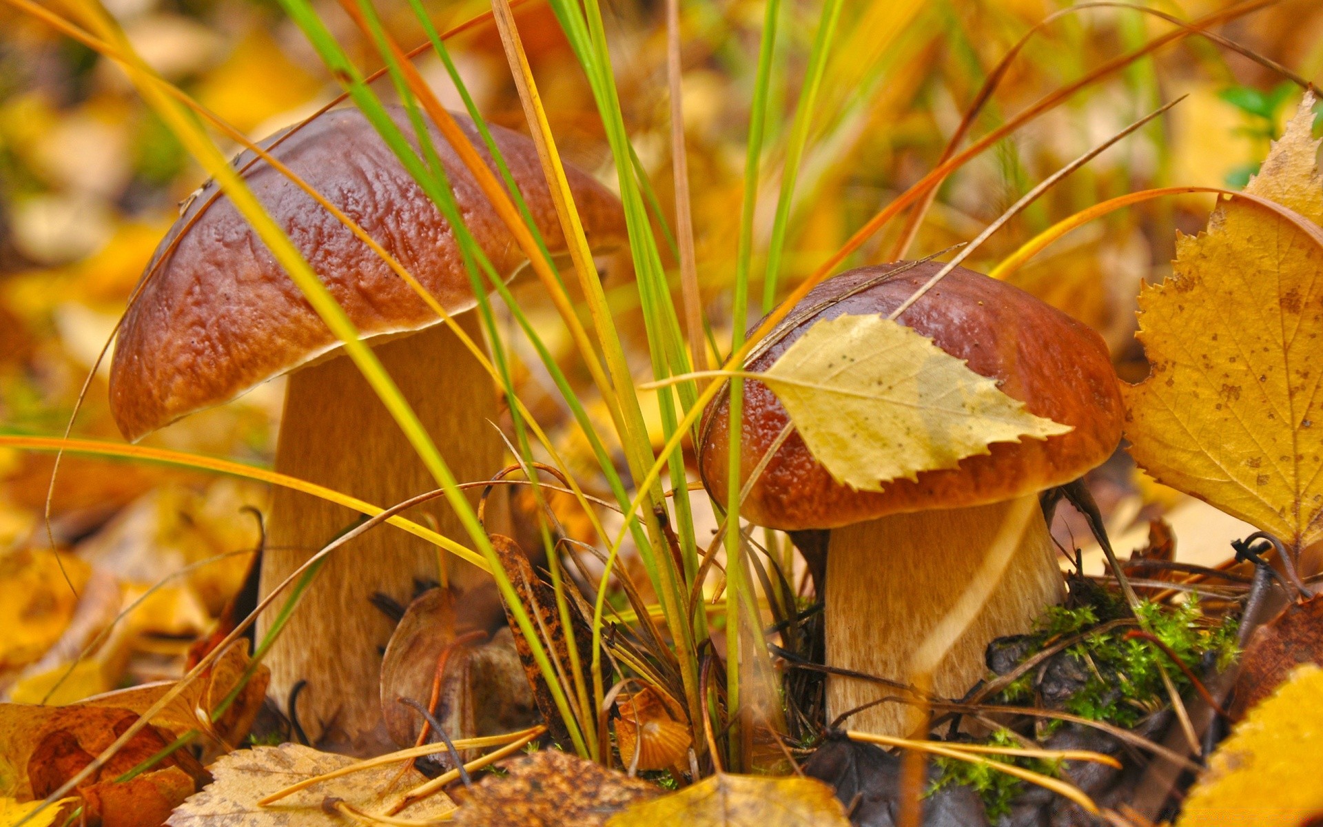 macro fall nature leaf season fungus wood outdoors grass flora mushroom boletus food close-up tree summer color pasture edible growth