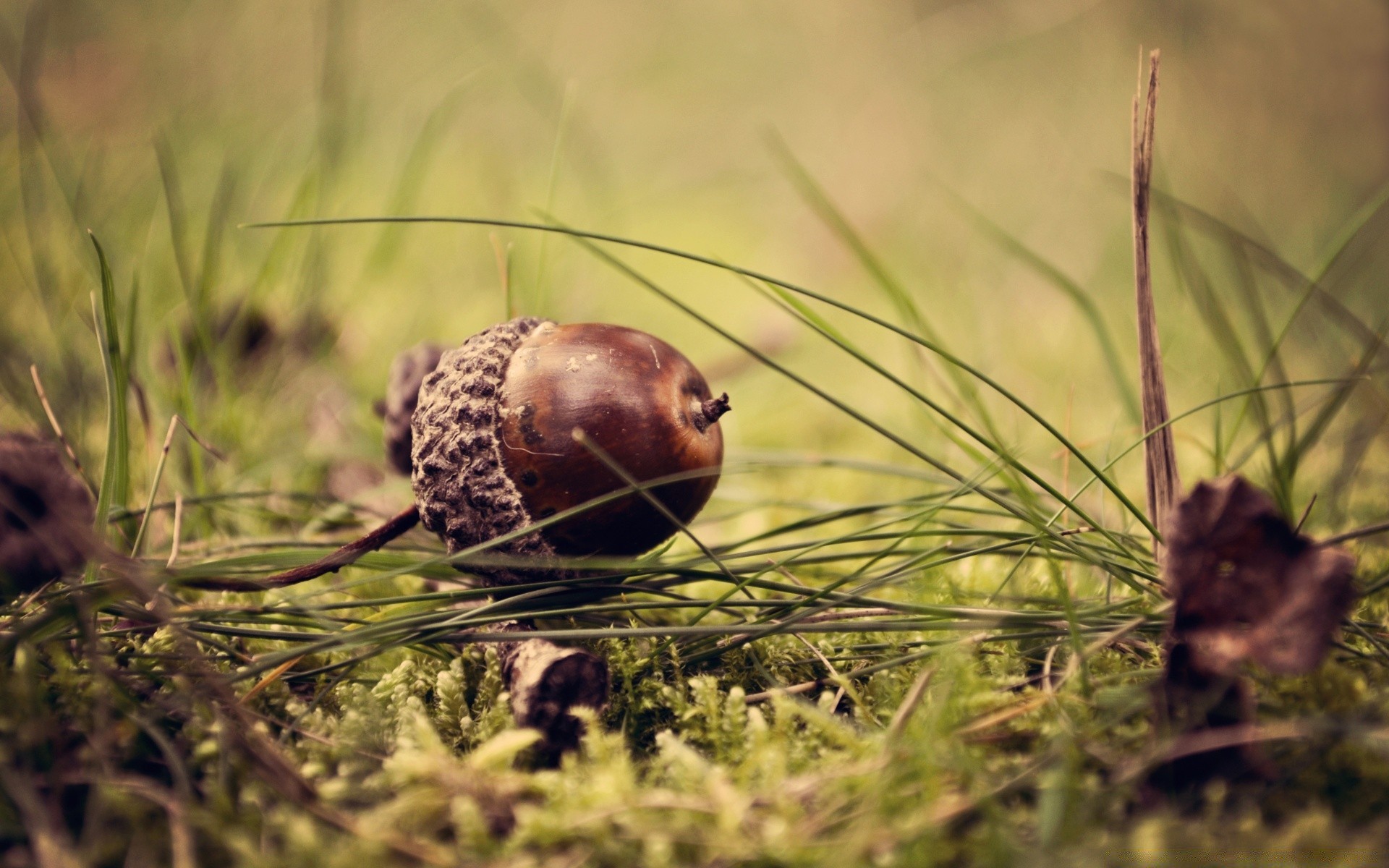 makroaufnahme natur gras im freien wild tierwelt essen holz schließen