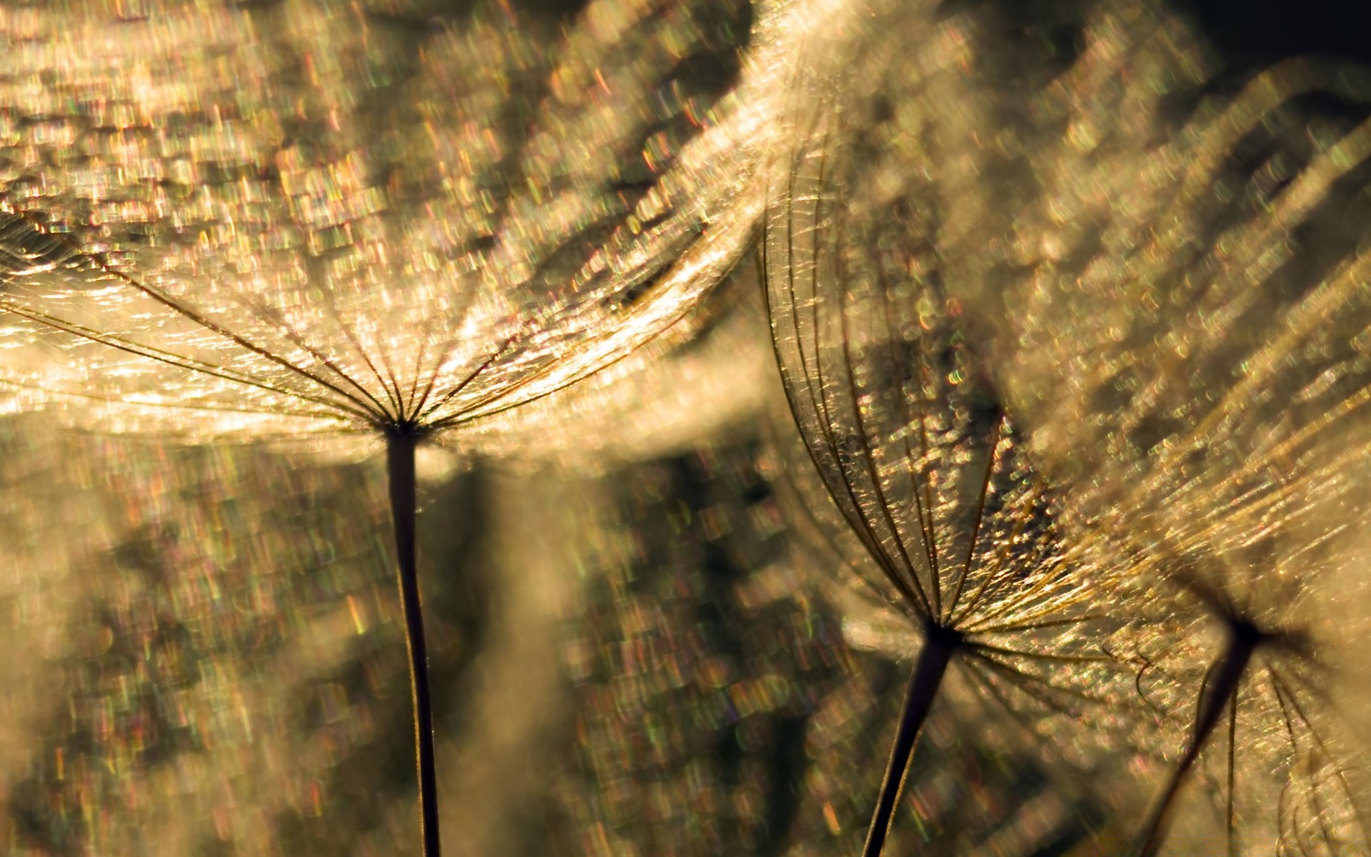 macro nature à l extérieur flore résumé été croissance bureau aube ciel