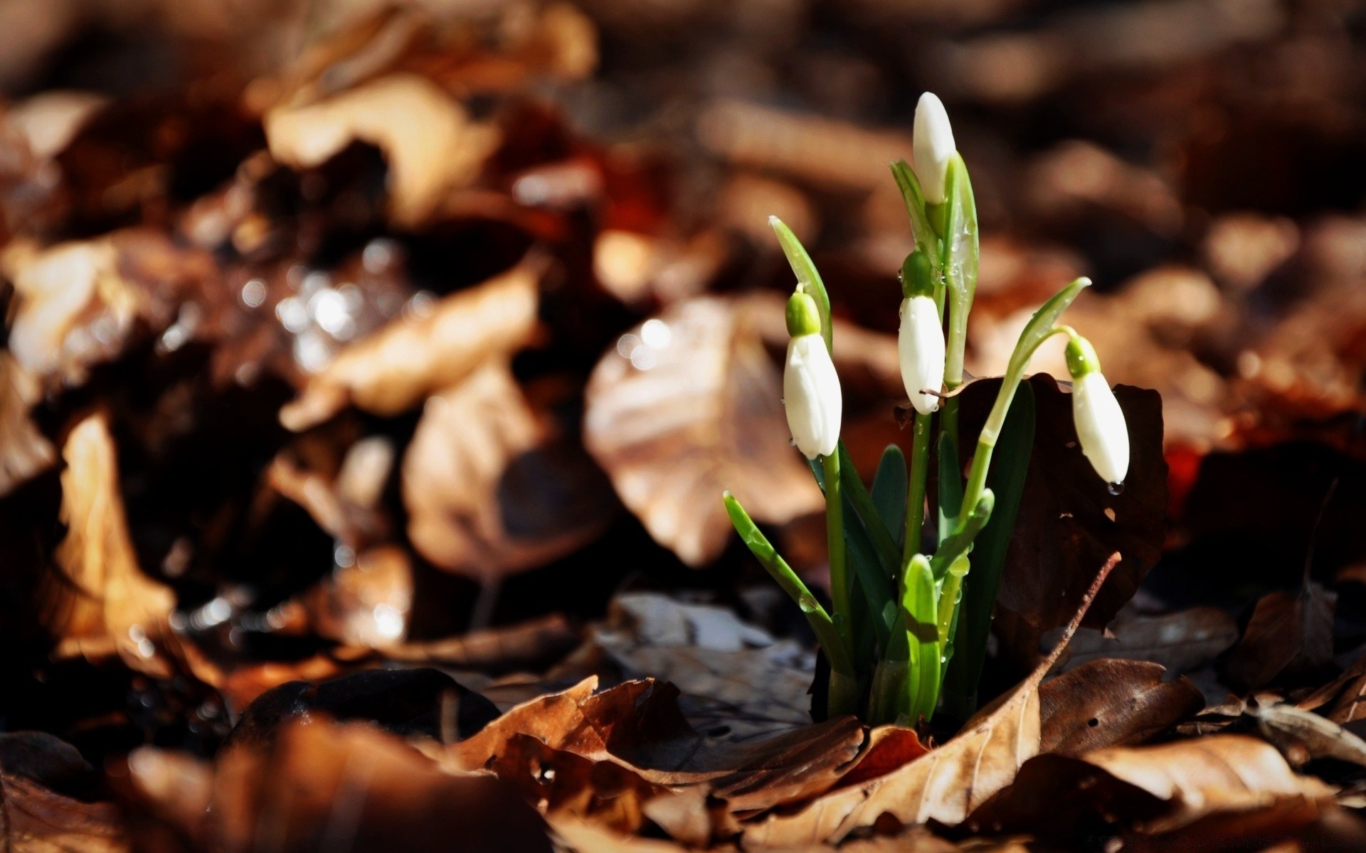 makro natura liść jedzenie jesień drewno na zewnątrz zbliżenie sezon zima flora