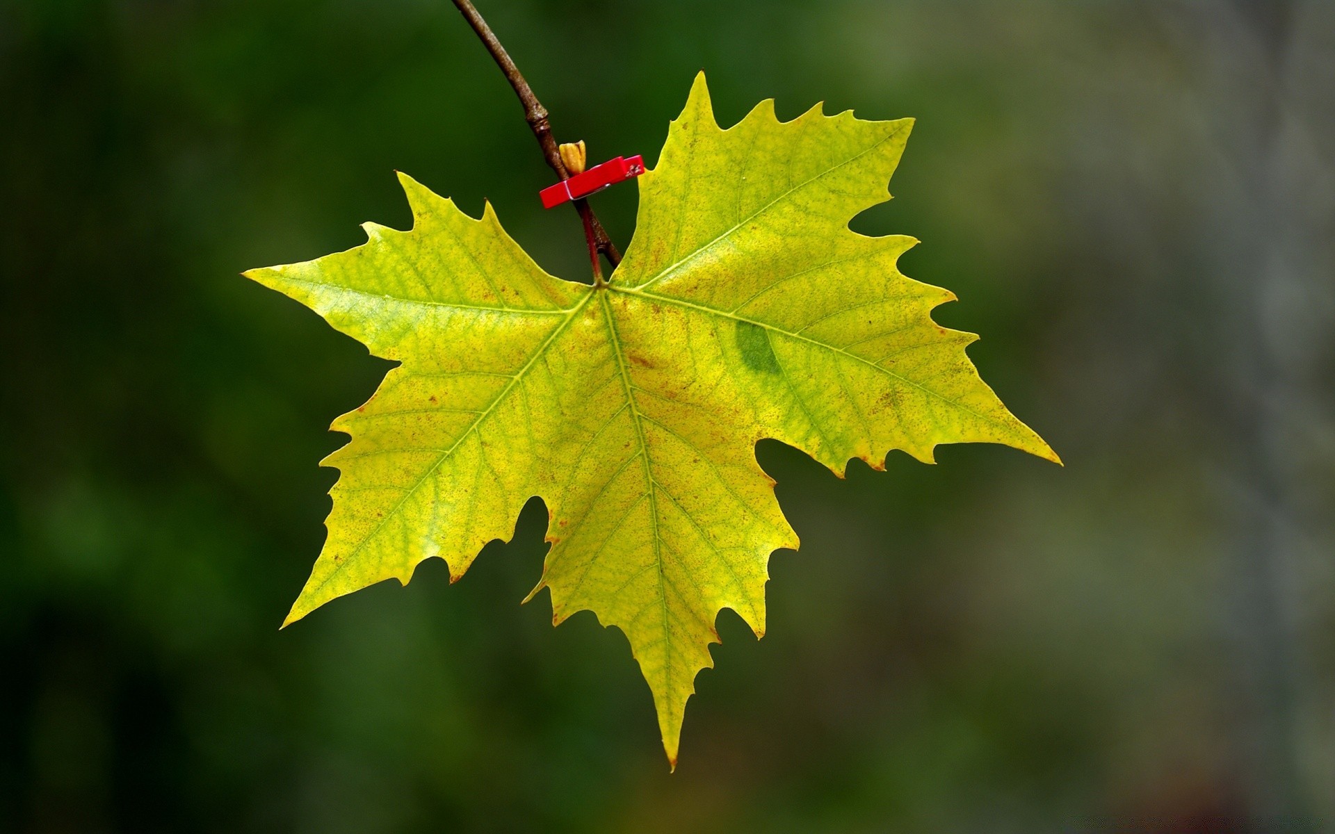 macro feuille automne nature érable bois lumineux à l extérieur bois flore couleur saison croissance