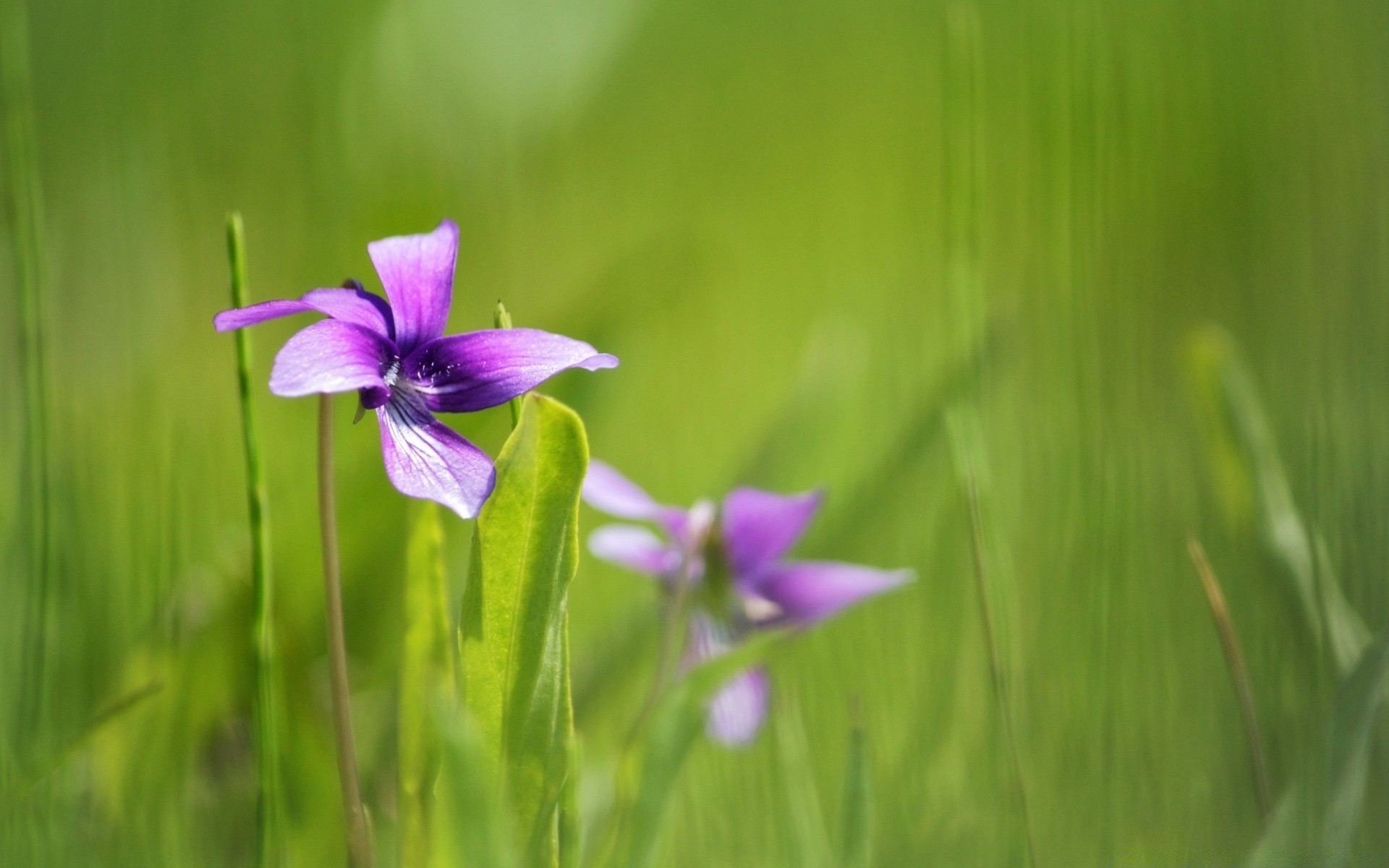 makro natura flora kwiat trawa lato liść na zewnątrz rozmycie wzrost sianokosy ogród jasny dobra pogoda pole