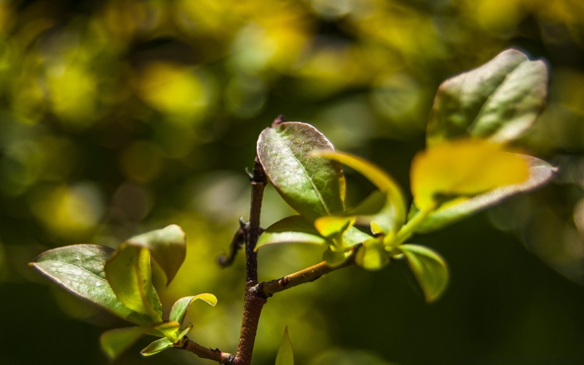 makroaufnahme blatt natur flora wachstum blume im freien sommer garten baum zweig hell unschärfe gutes wetter farbe schließen