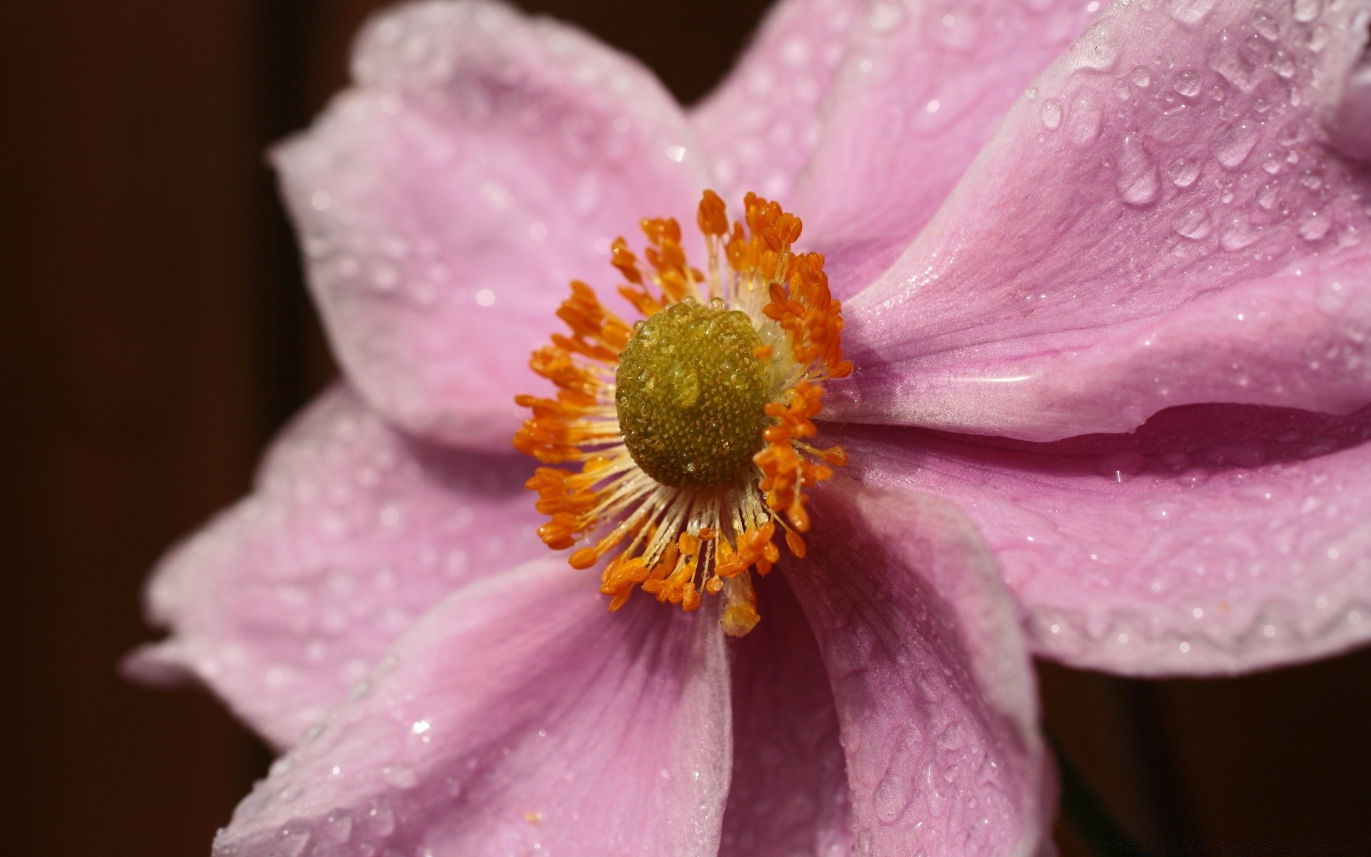 macro fiore natura flora delicato polline petalo foglia