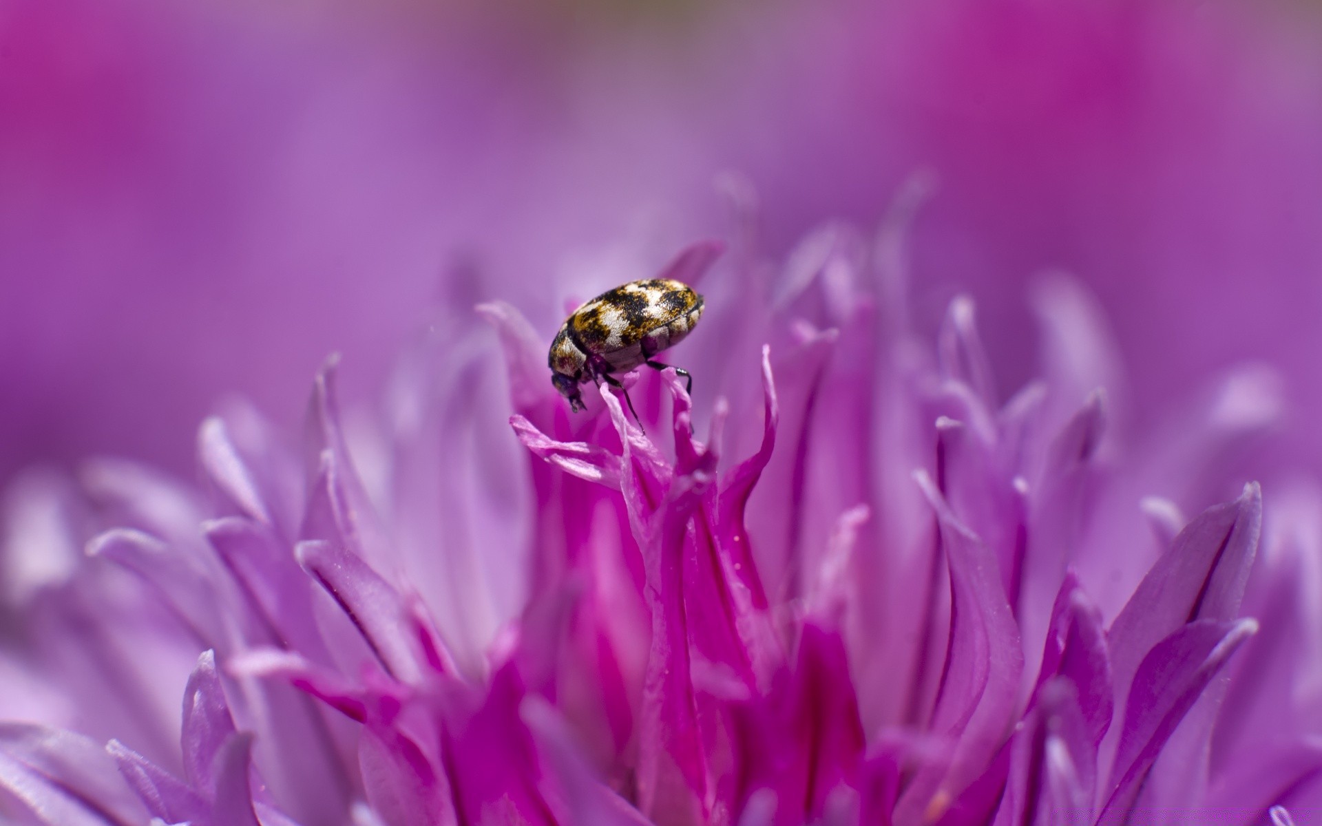 macro fotografia natura estate fiore luminoso all aperto