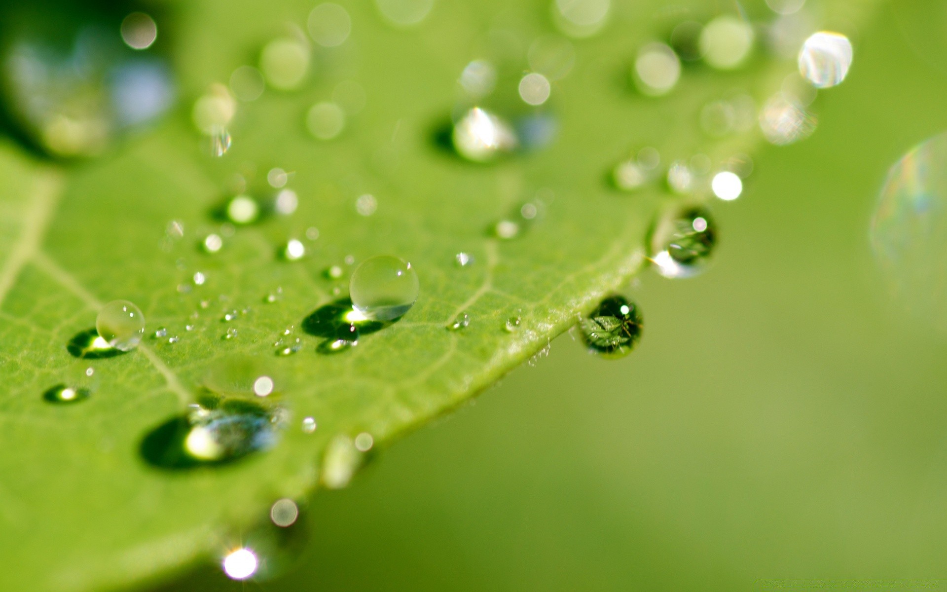 macro dew rain drop droplet wet purity water raindrop leaf waterdrop liquid clean flora bubble pure clear dewy environment