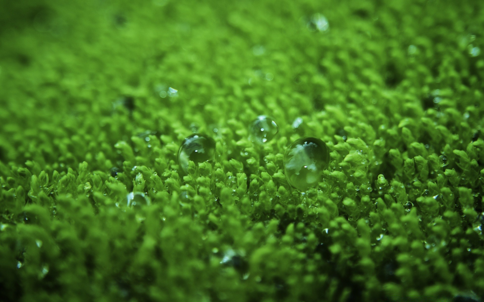 macro drop wet dew rain flora freshness desktop nature environment leaf grass growth garden texture bright water droplet color