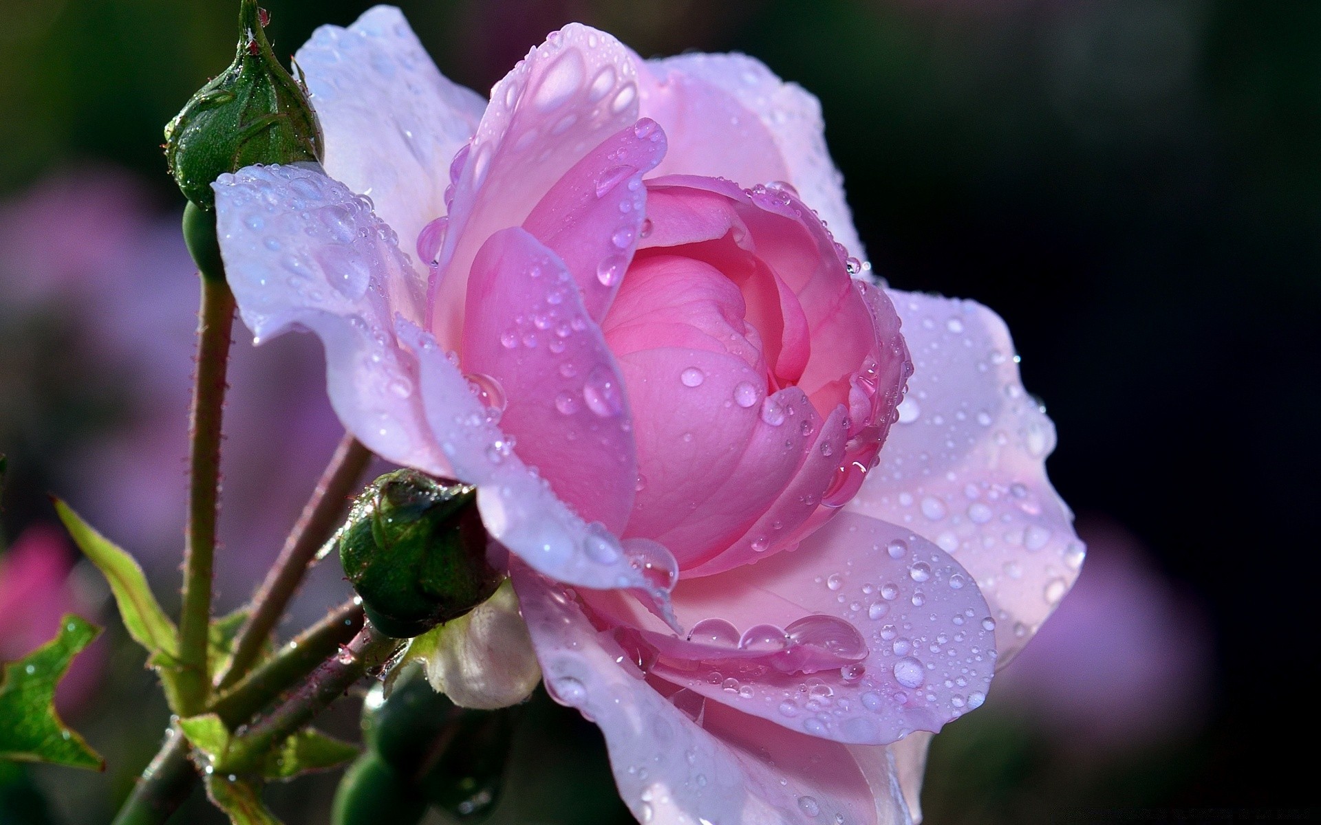 macro flower nature flora leaf rose garden blooming petal floral summer color bud beautiful delicate