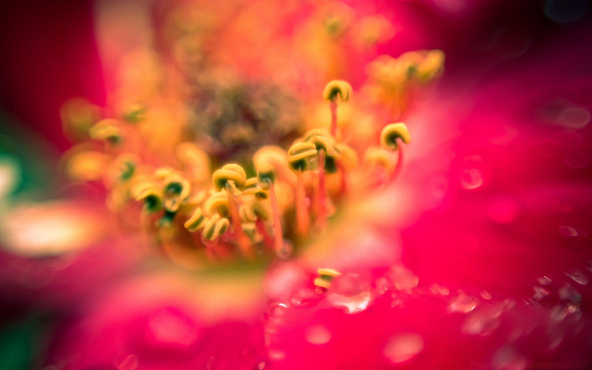 macro fiore natura giardino colore bella flora estate petalo sfocatura floreale desktop rosa close-up fioritura dop luminoso vicino luce matrimonio