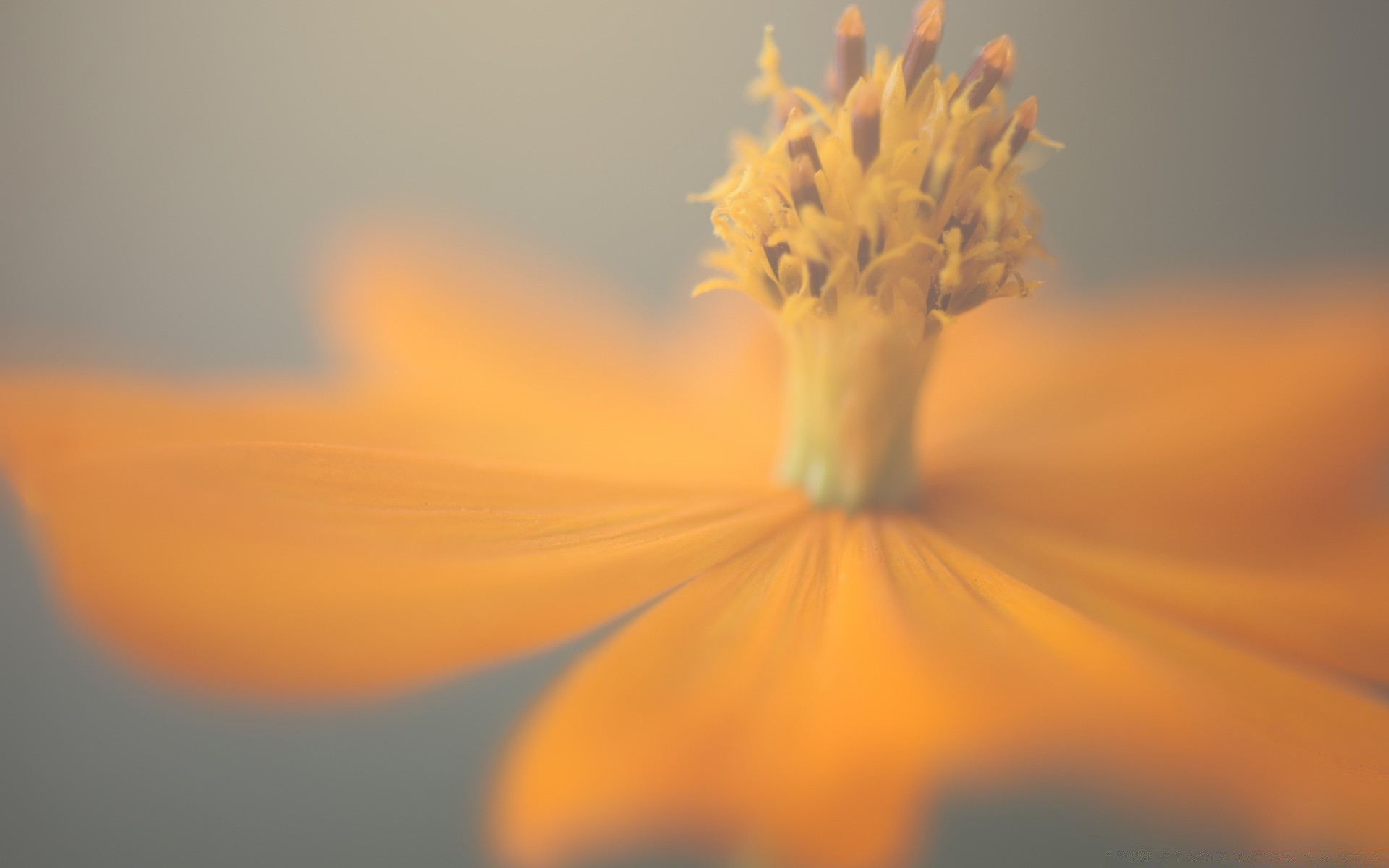 macro desenfoque flor naturaleza luz al aire libre