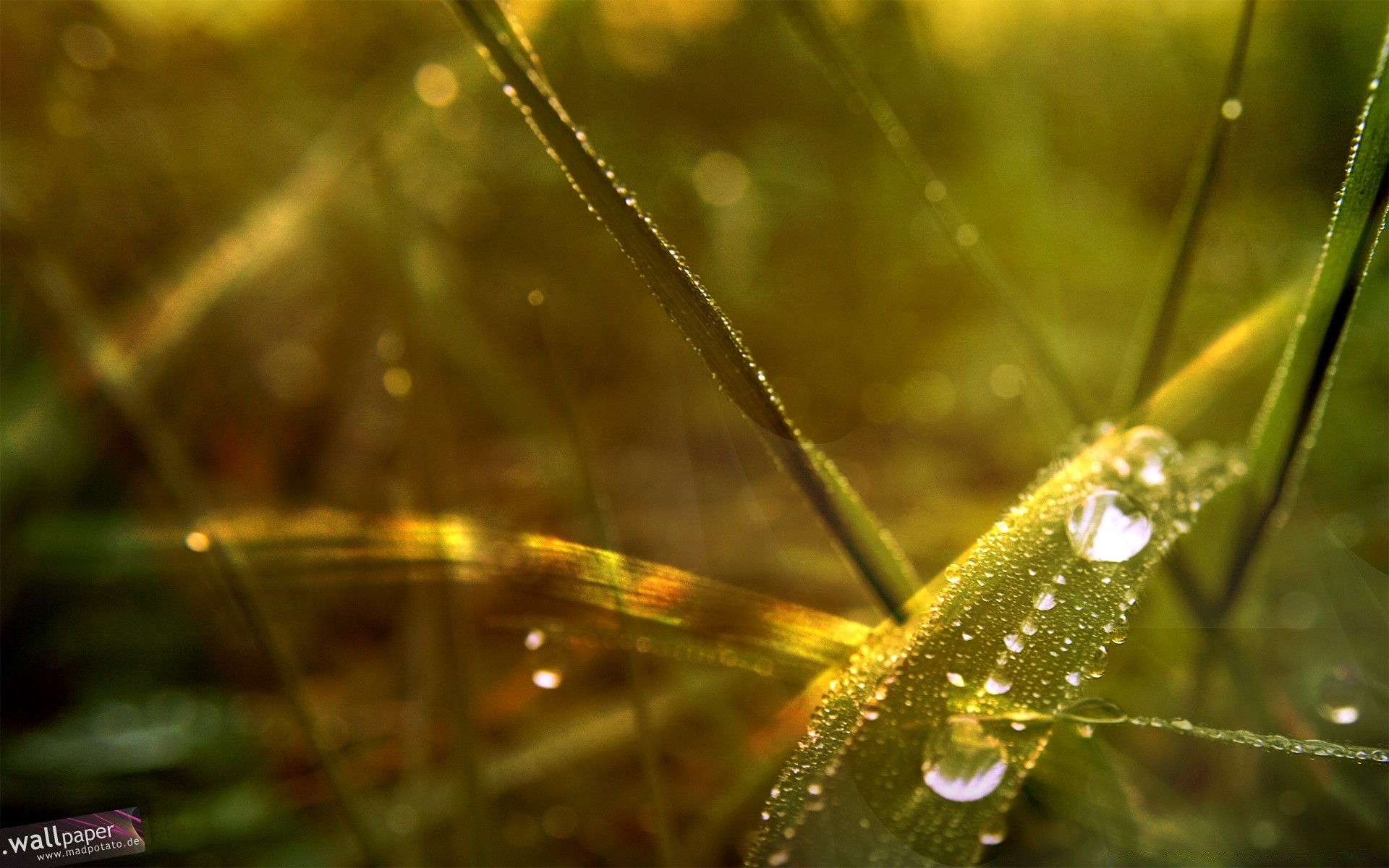 微距摄影 露水 自然 叶 雨 草 秋天 户外 植物群 黎明 花园 夏天 环境 光 昆虫 模糊 水 颜色 特写