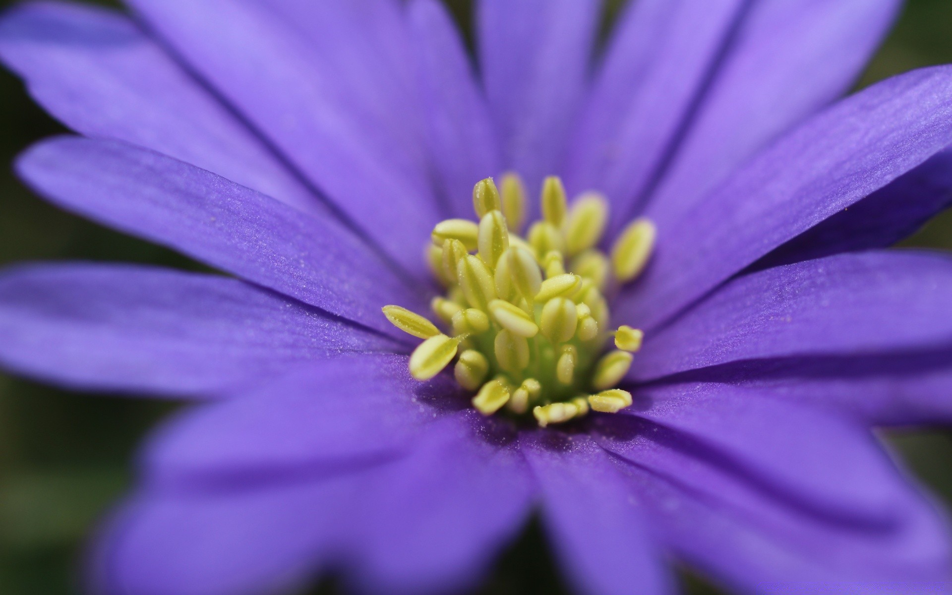 macro fiore natura flora estate giardino fioritura petalo sfocatura colore bello floreale primo piano delicato foglia luminoso polline