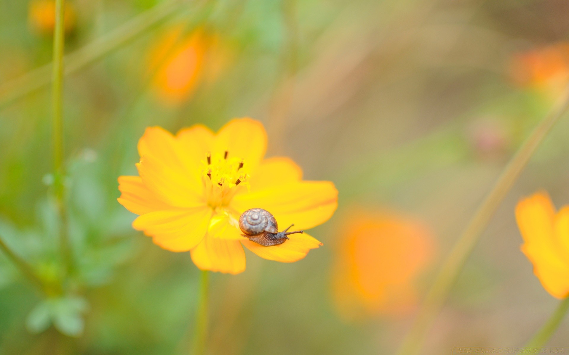 makroaufnahme natur blume flora sommer im freien blatt garten wachstum unschärfe hell gras blütenblatt gutes wetter wild blühen farbe