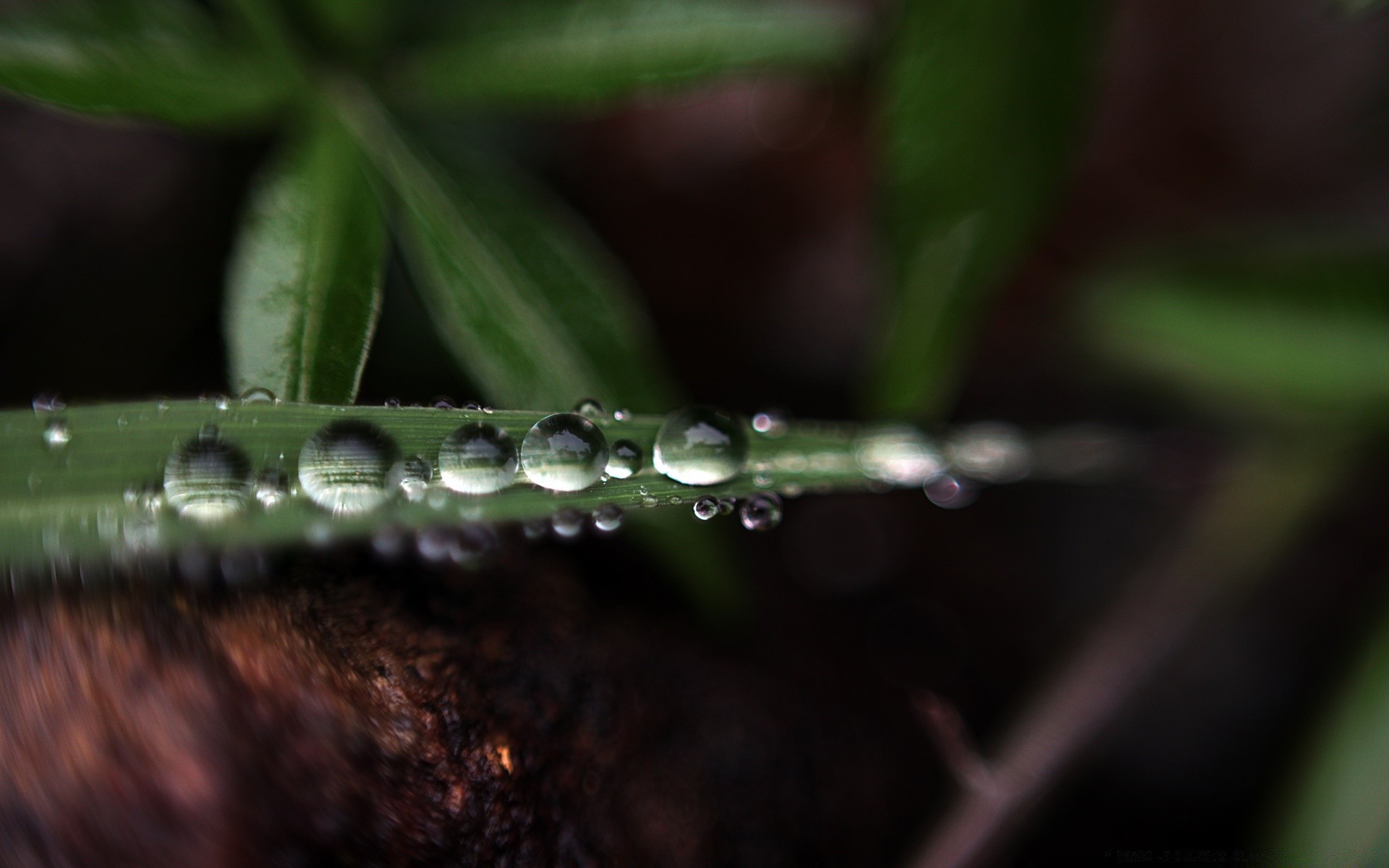 macro pioggia caduta rugiada gocce acqua bagnato foglia natura flora purezza dop gocce close-up liquido giardino sfocatura