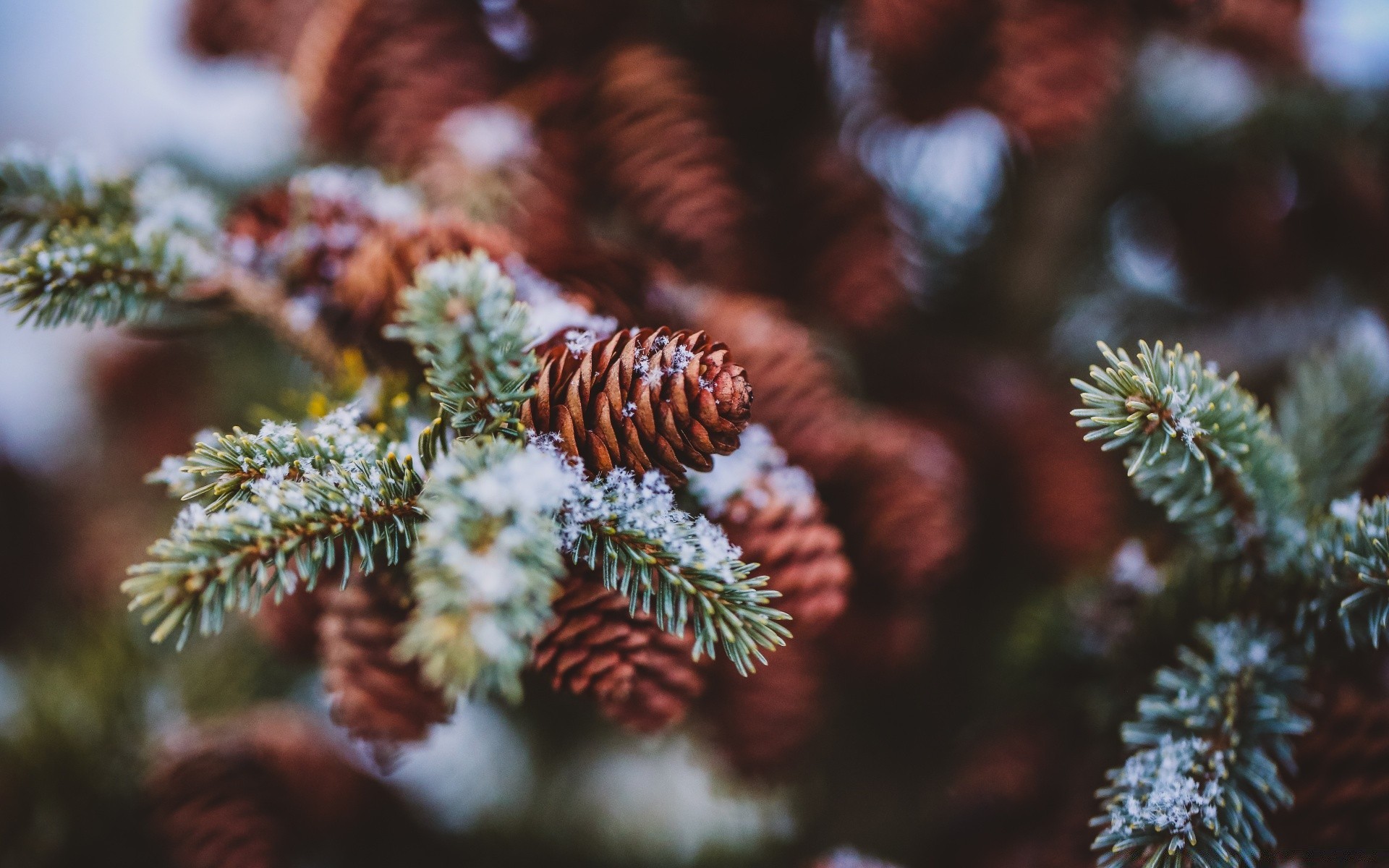 macro inverno natale albero decorazione conifere abete evergreen pino stagione vacanza cono ramo abete sfocatura ago natura colore neve conifere