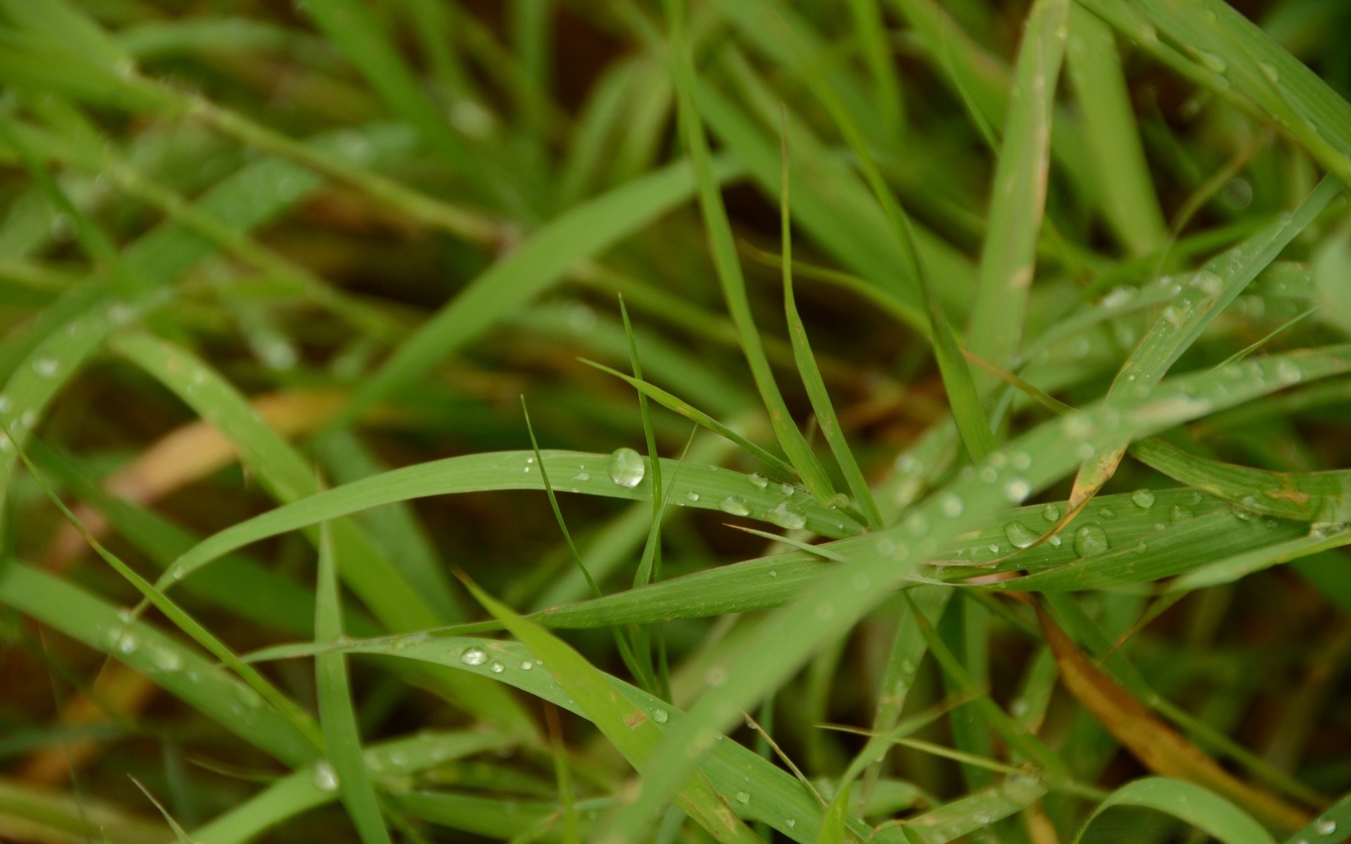 微距摄影 叶 草 植物群 自然 生长 花园 露水 环境 雨 地球 夏天 生态 草坪 特写 郁郁葱葱 户外 颜色 明亮 秋天