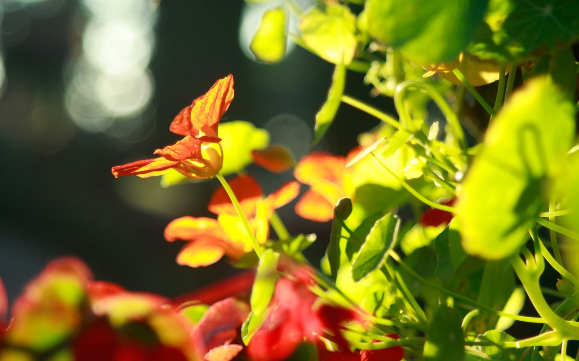 macro foglia natura flora giardino estate fiore luminoso colore all aperto crescita close-up stagione sfocatura bel tempo tropicale