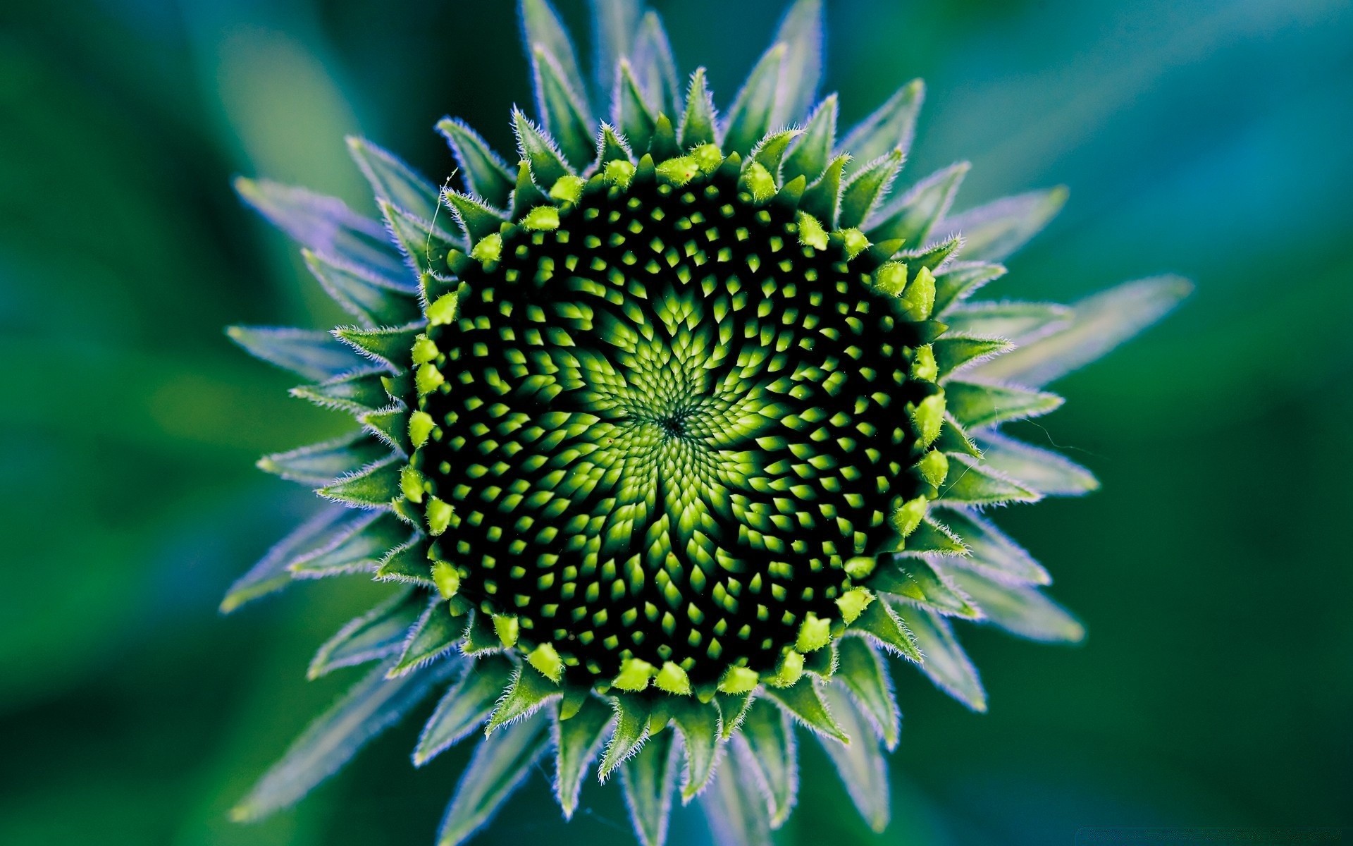 macro nature flora flower summer leaf growth garden outdoors petal close-up bright blooming beautiful floral botanical