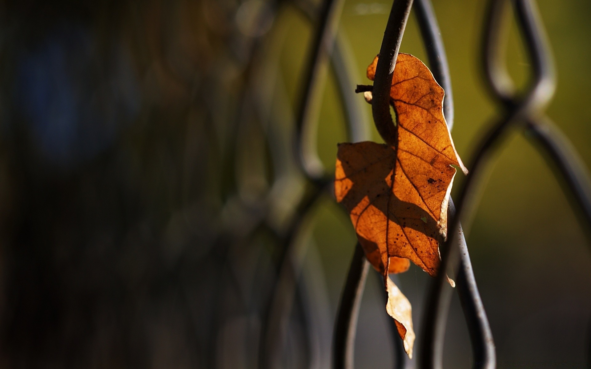 macro foglia natura all aperto autunno legno luce insetto estate albero bel tempo