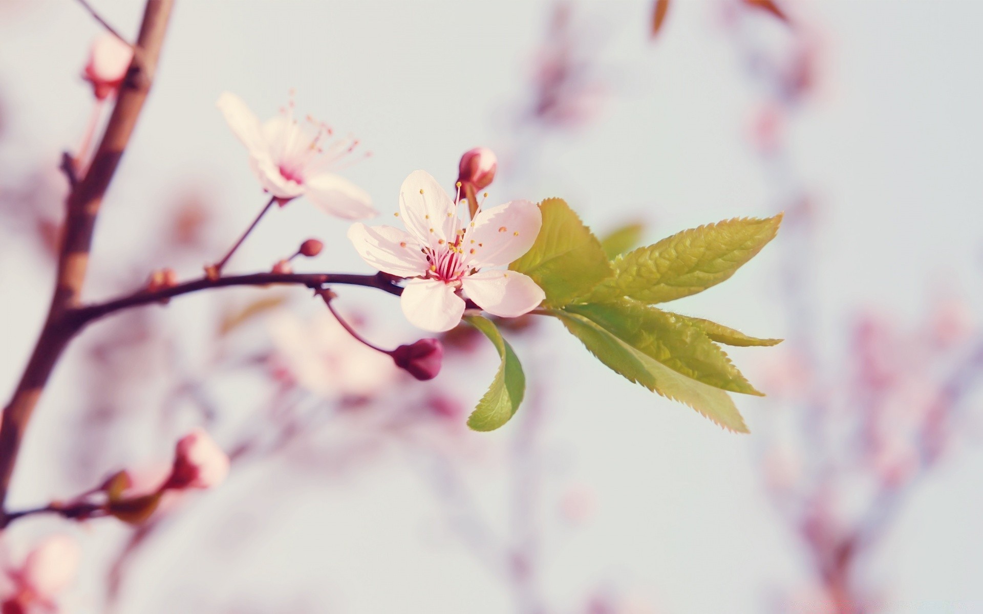 macro flower cherry nature branch leaf flora tree blur garden dof growth apple outdoors delicate bud summer petal bright