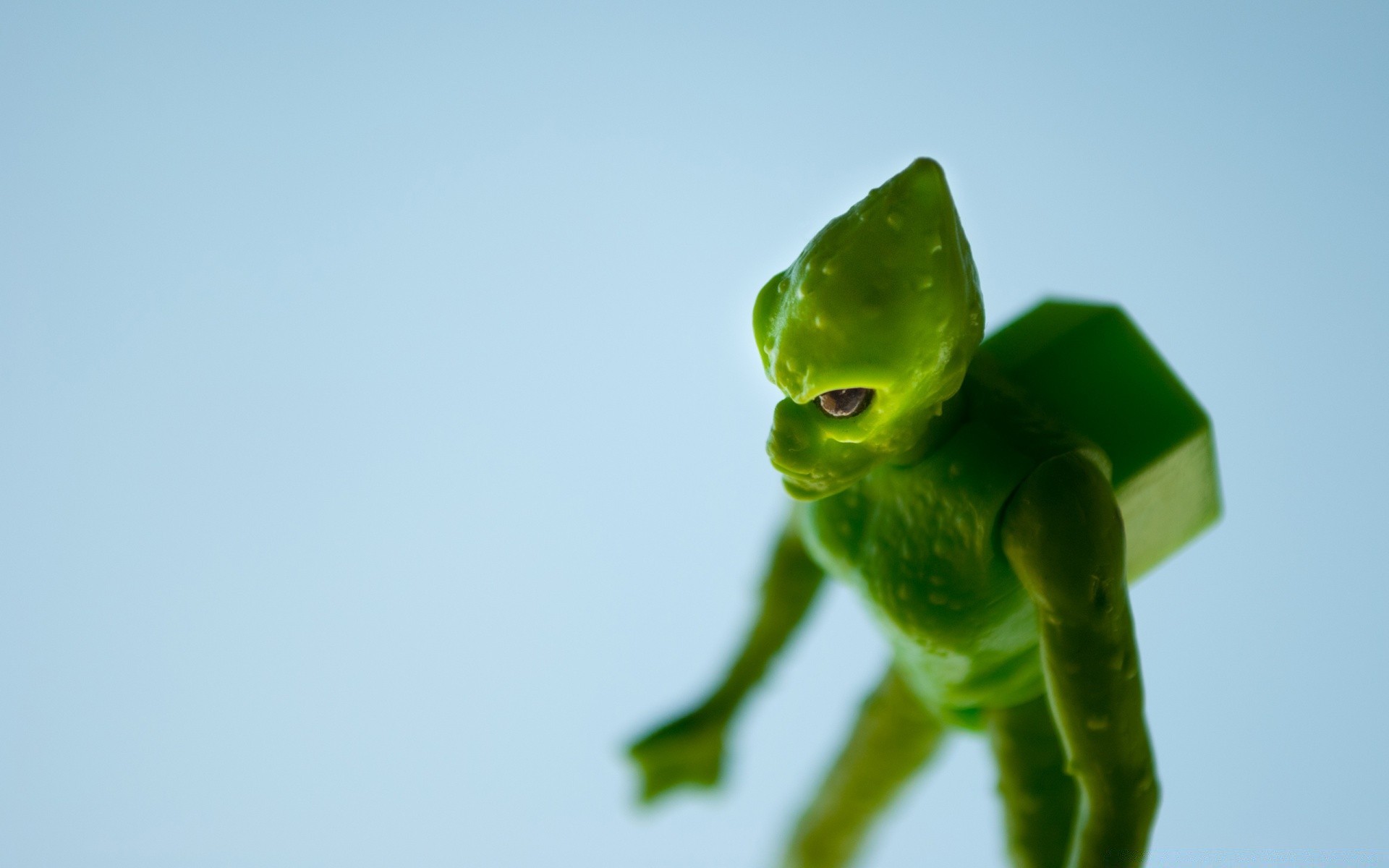 macro blur nature leaf frog one outdoors wildlife daylight water growth insect sky