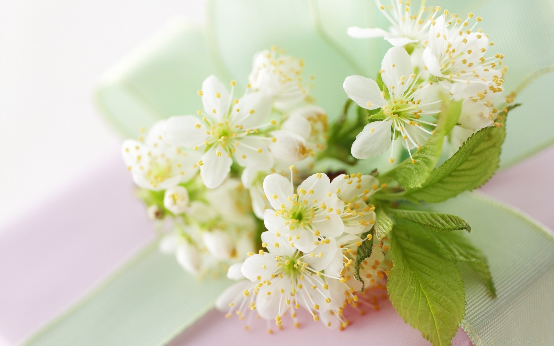 macro nature flower flora leaf cherry petal blooming garden close-up growth branch apple floral bud bright tree summer season delicate